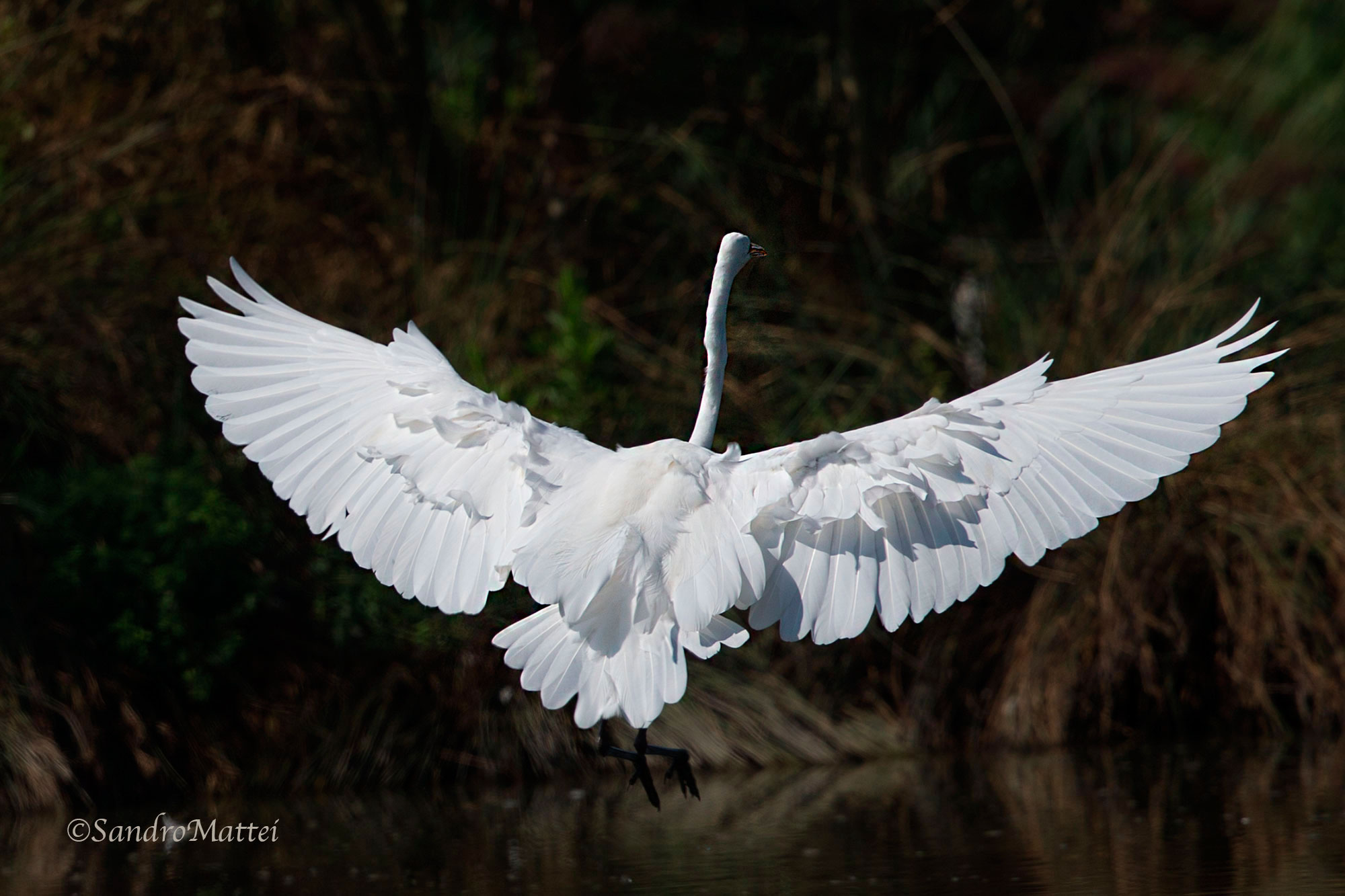 the elegance of the Heron