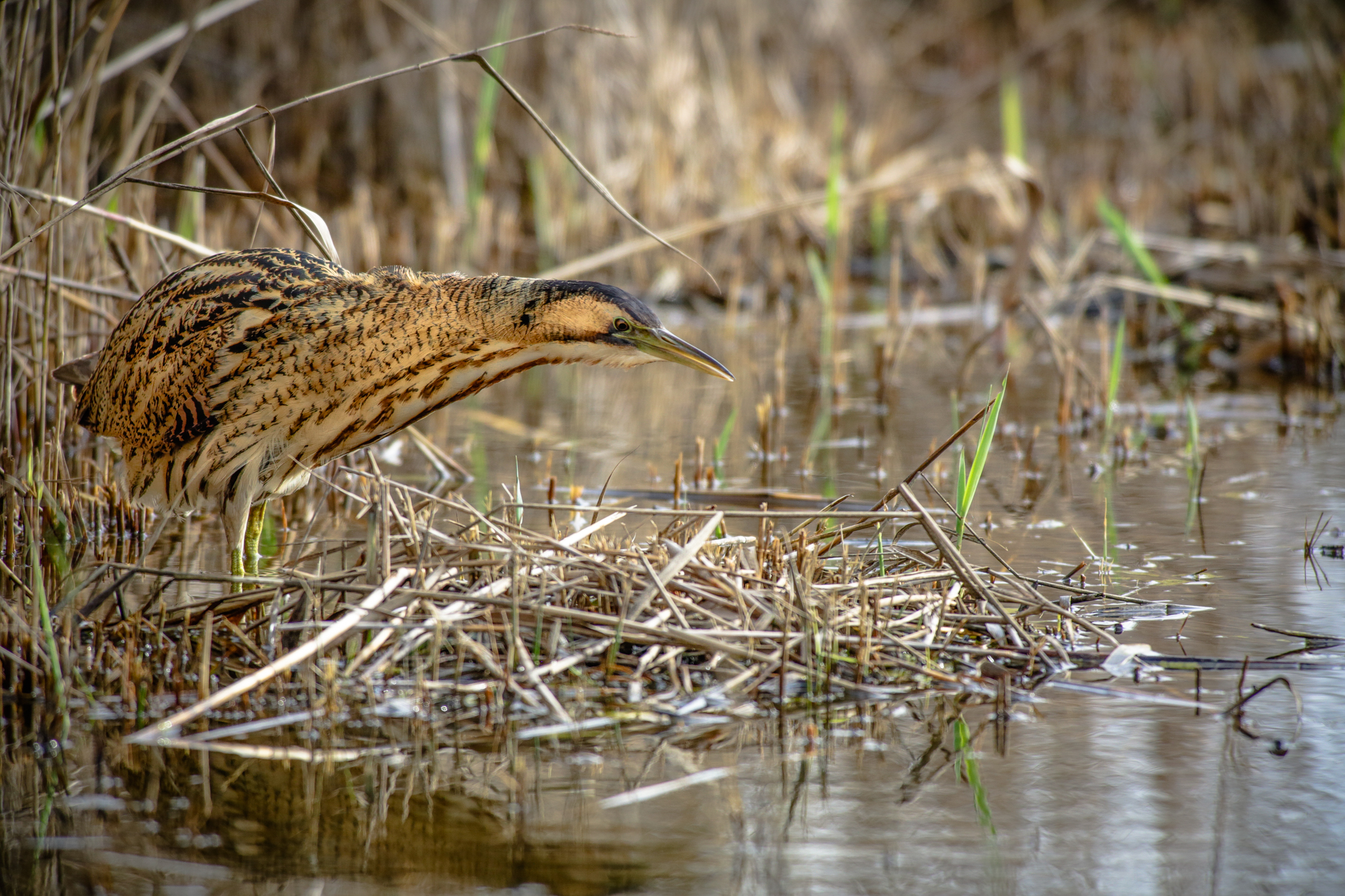 Bittern hunting