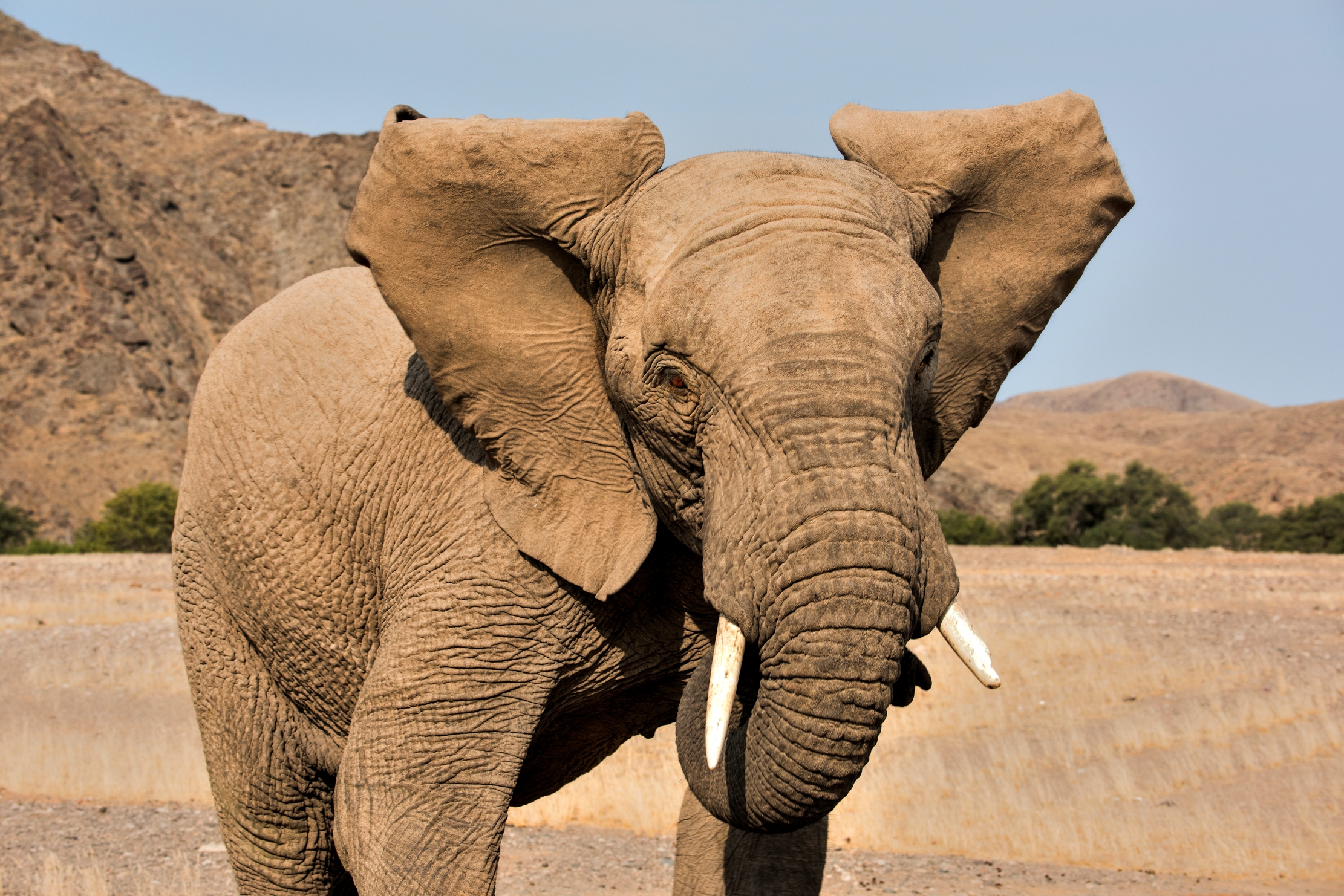 Kaokoland - Elefante molto....arrabbiato