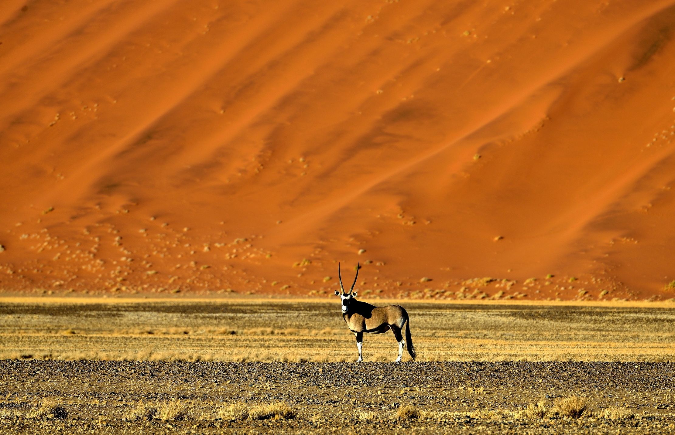 Deserto del Namib - Orix
