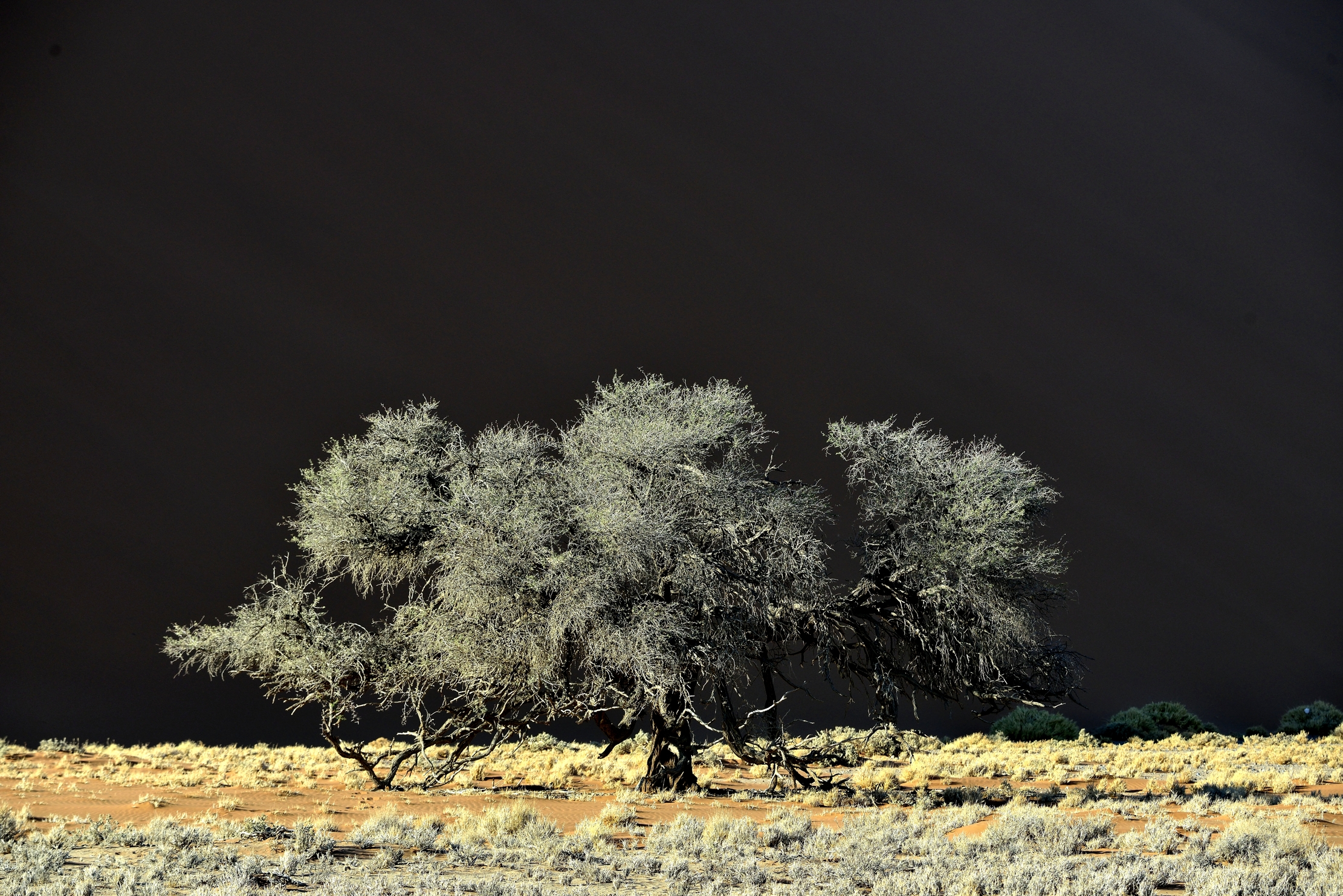 Deserto del Namib - Albero al tramonto