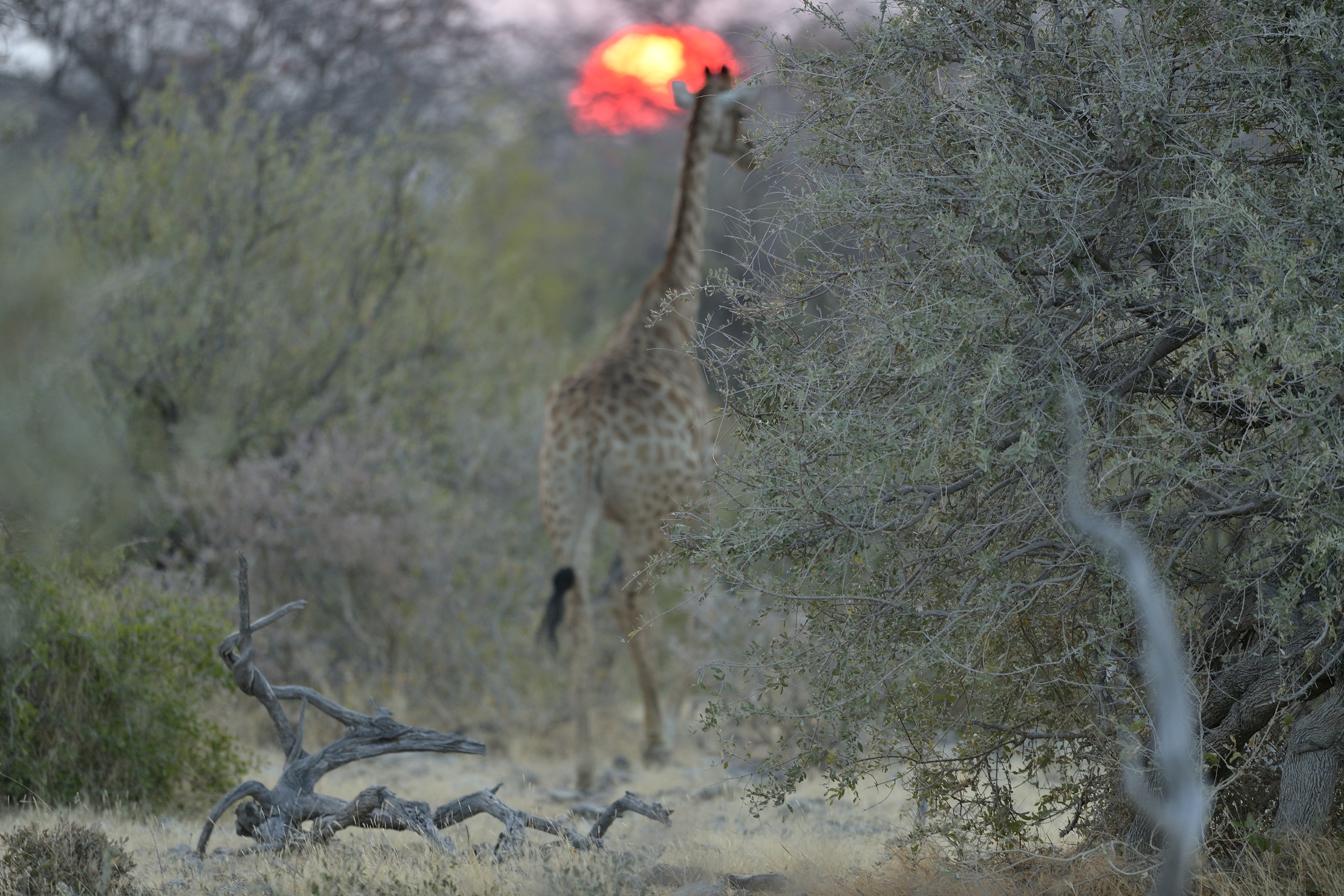 Etosha - Tramonto etereo