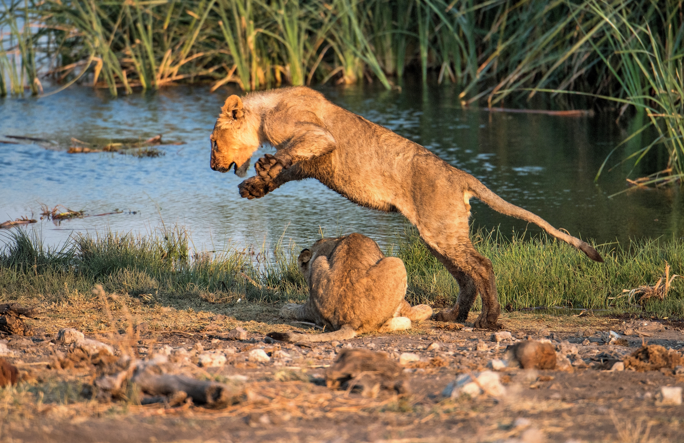 Etosha - Giovani leoni