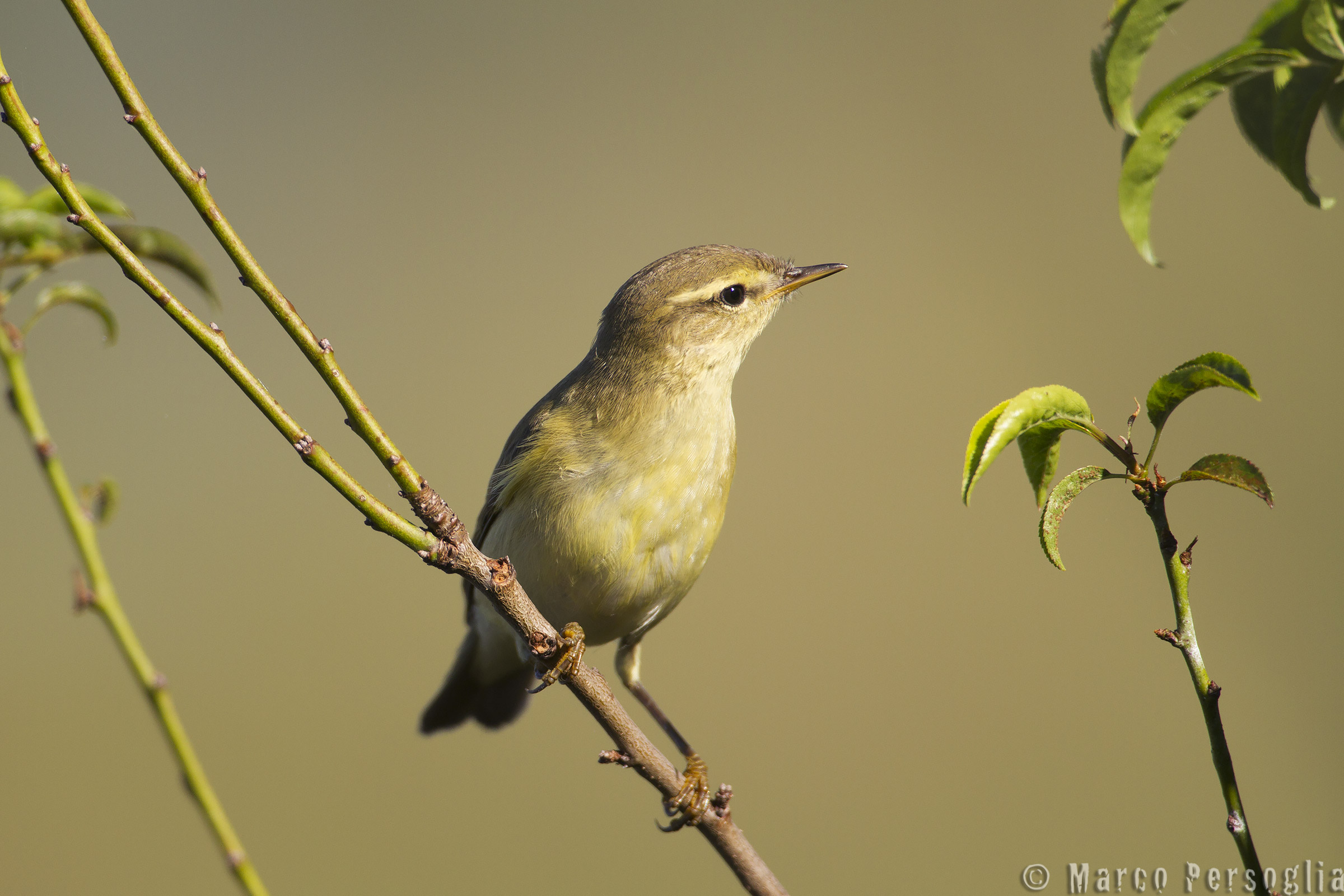 Chiffchaff