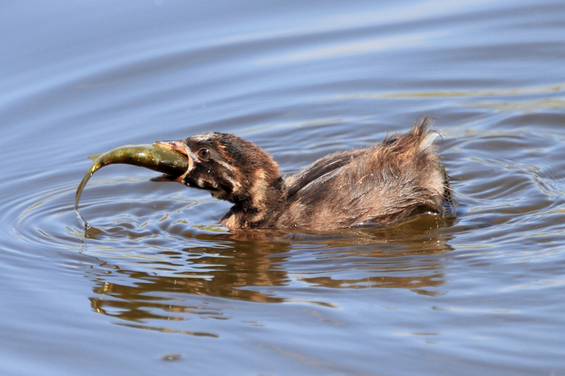 little grebe good appetite!