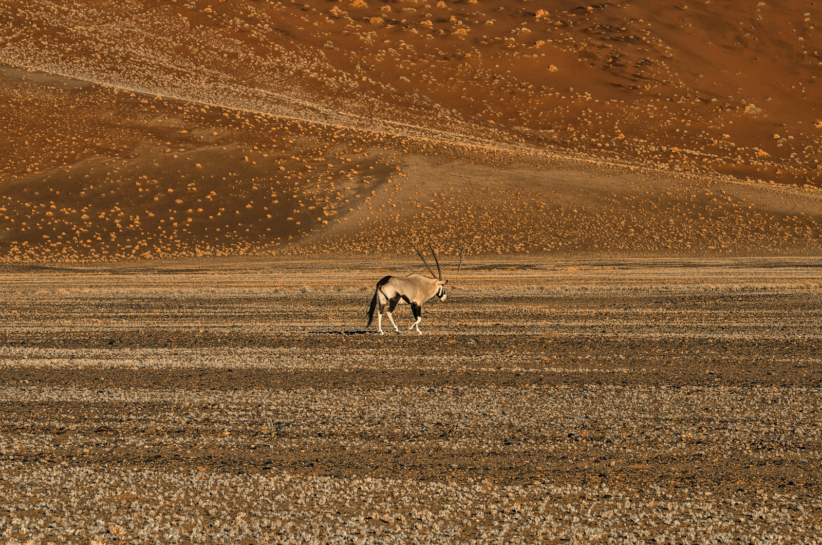 Namibian Oryx at sunset
