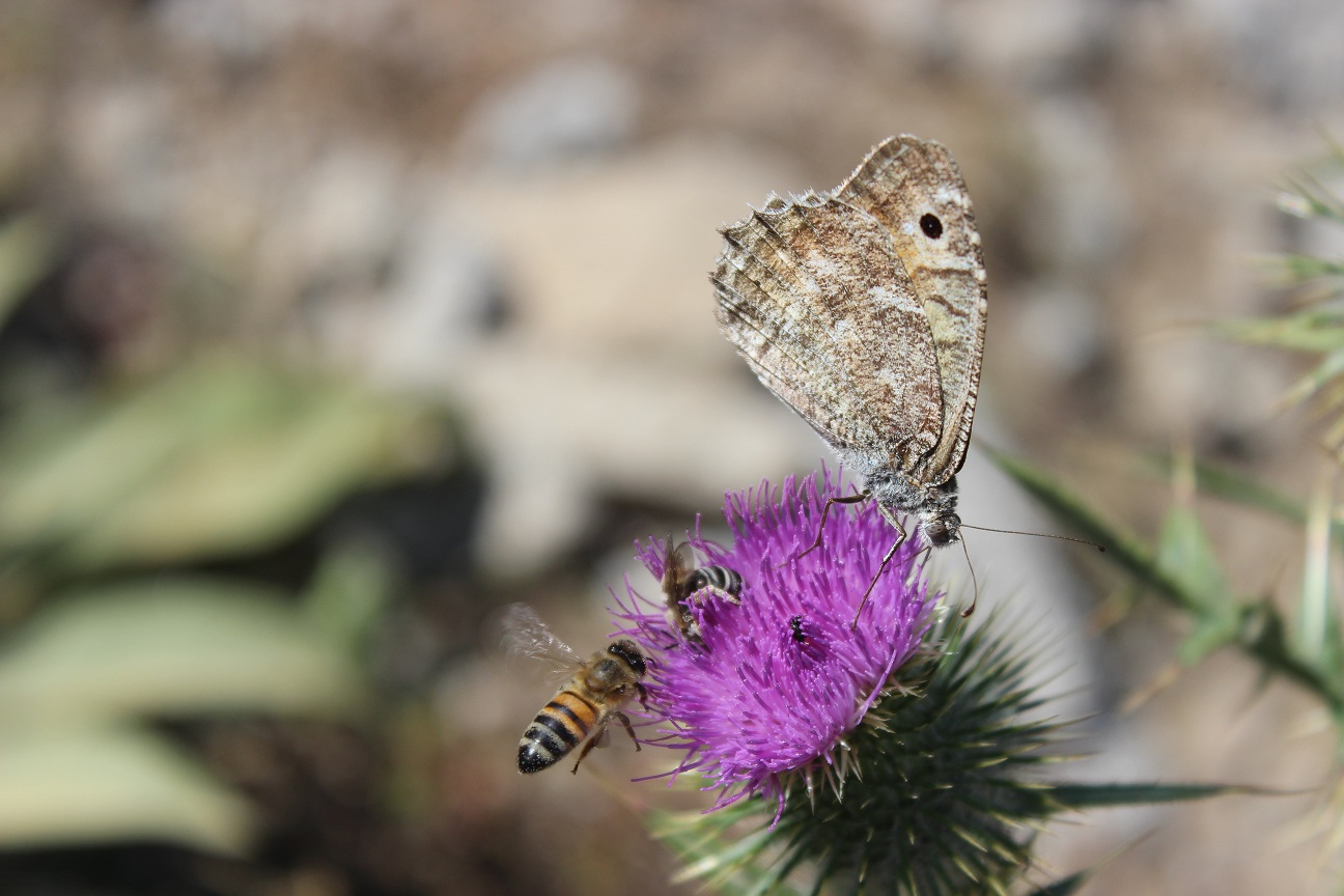 Butterfly & honeybee