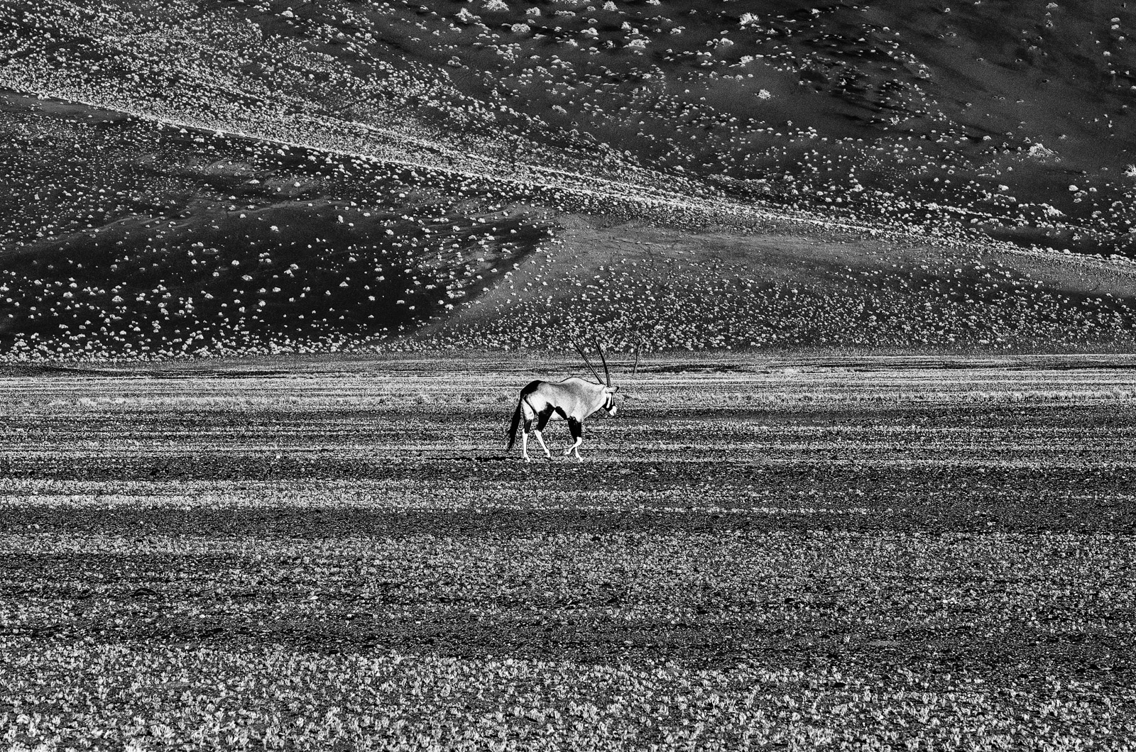 Oryx in Namib desert