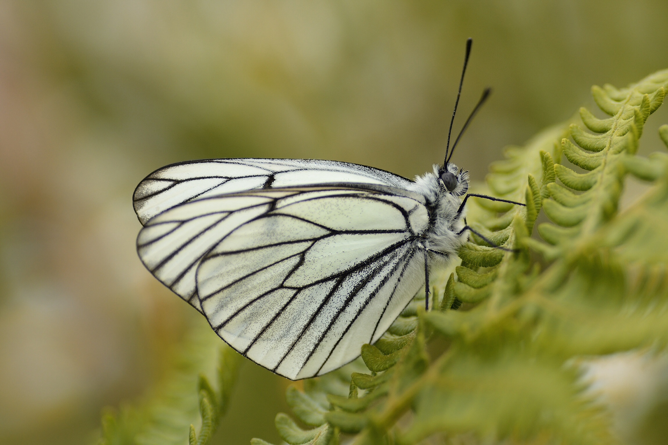 Butterfly on fern