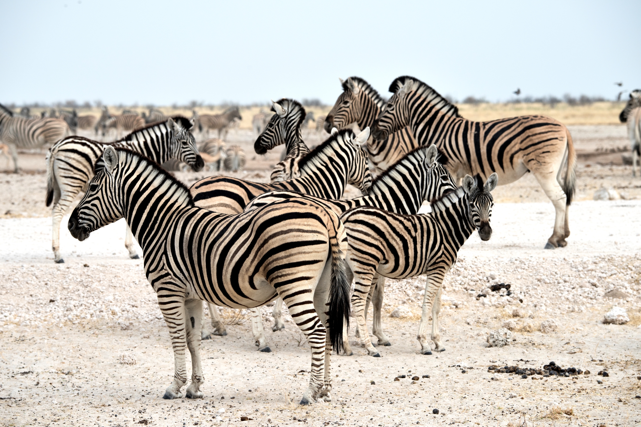 Etosha - Zebre