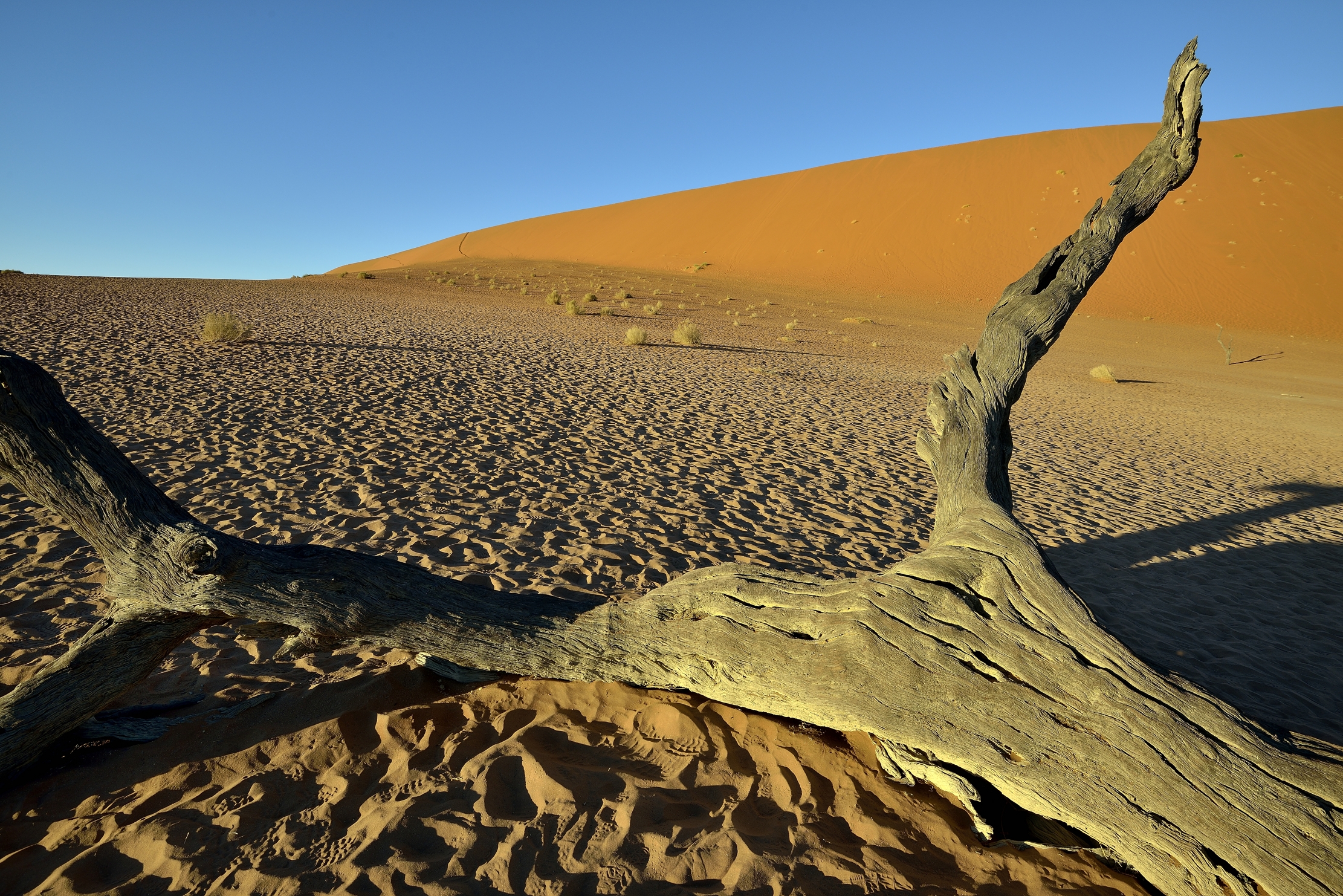 Deserto del Namib - Deadvlei