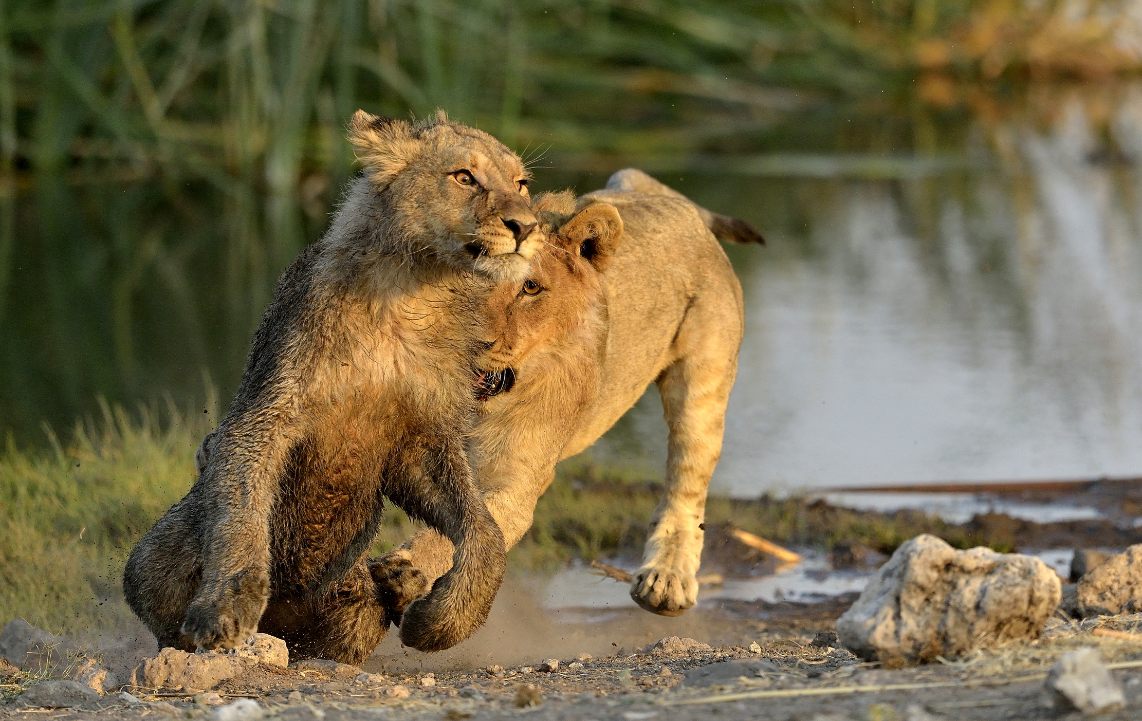Etosha - Giovani leoni