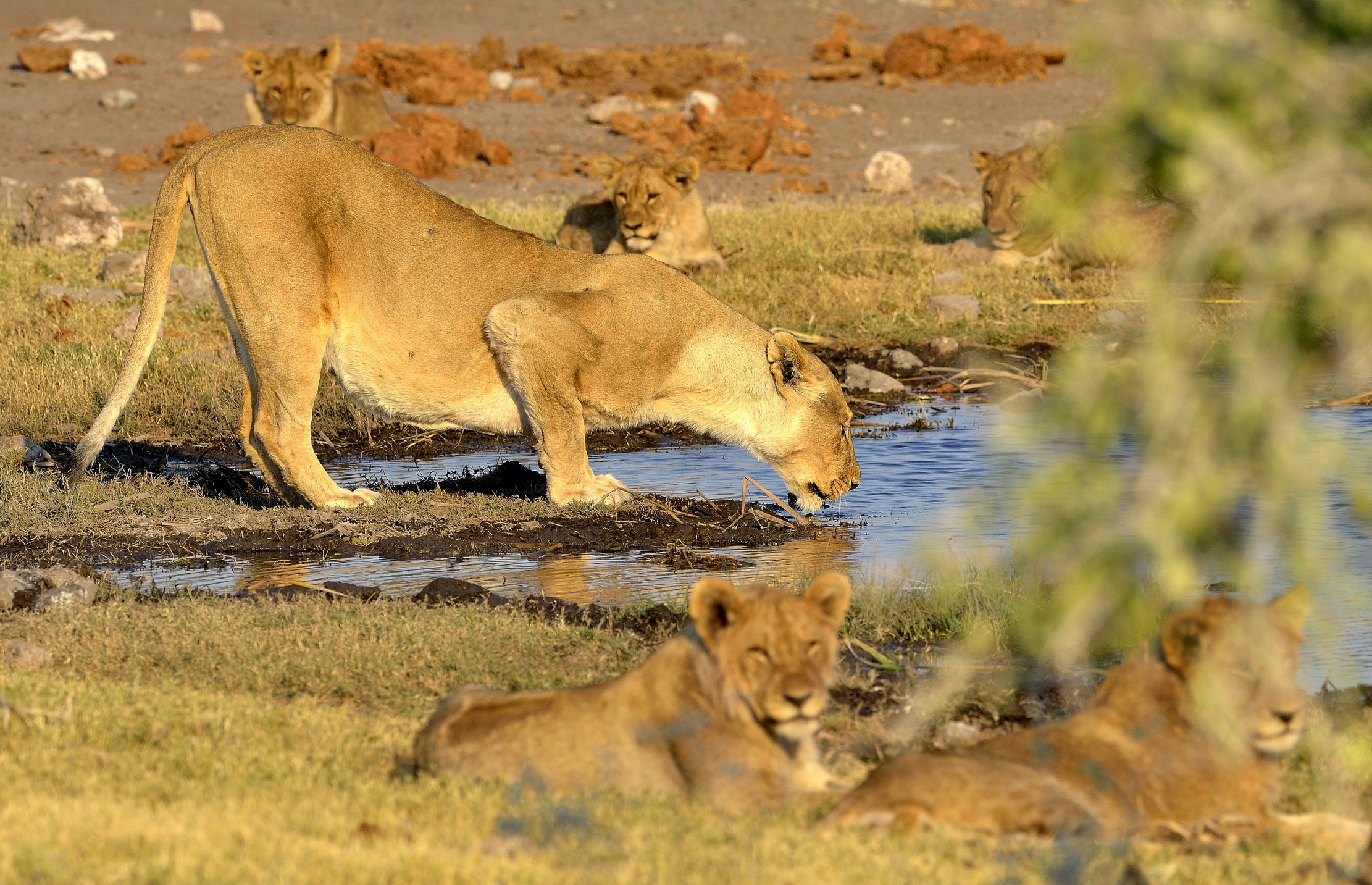 Etosha - Leonessa alla pozza