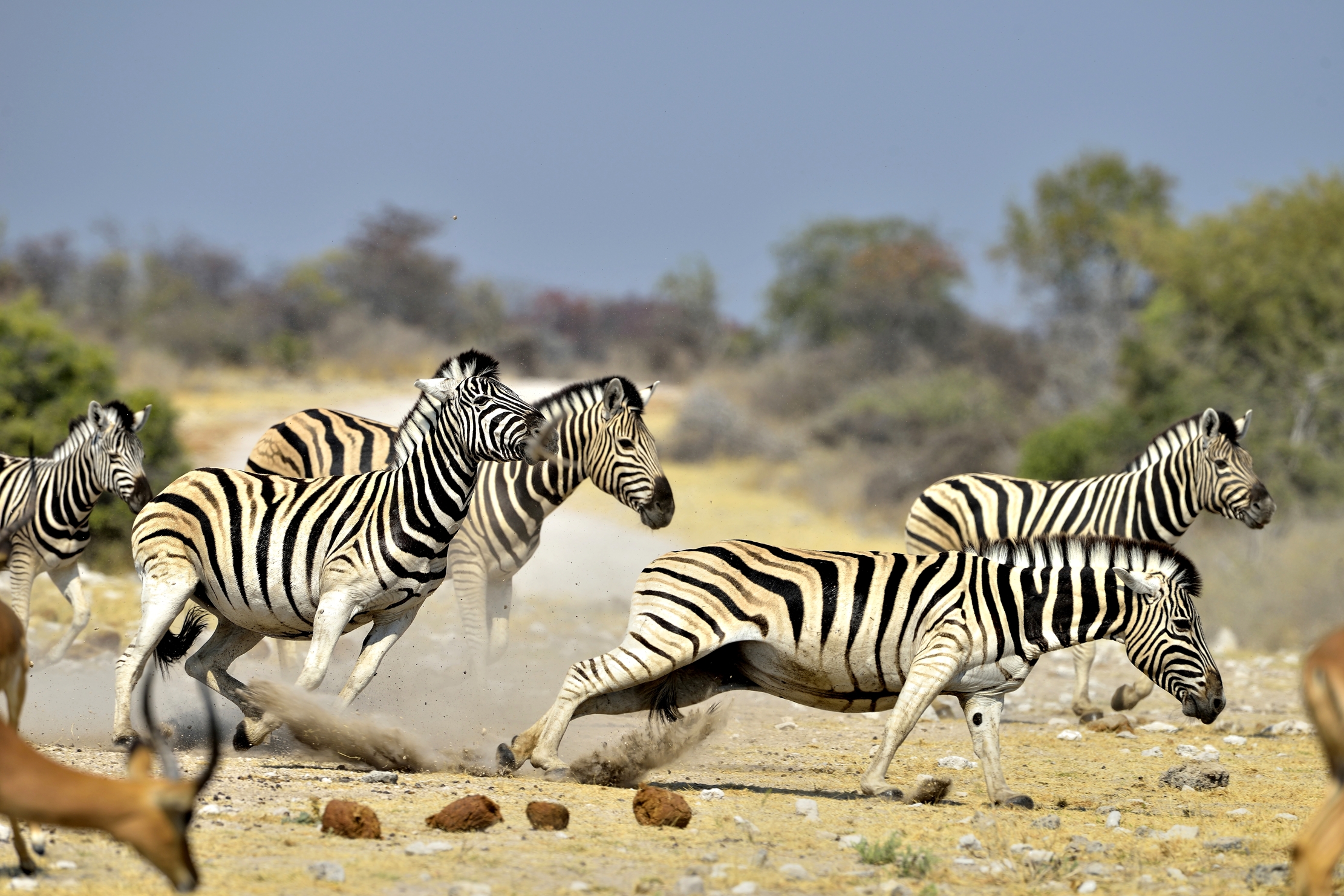 Etosha - Zebre