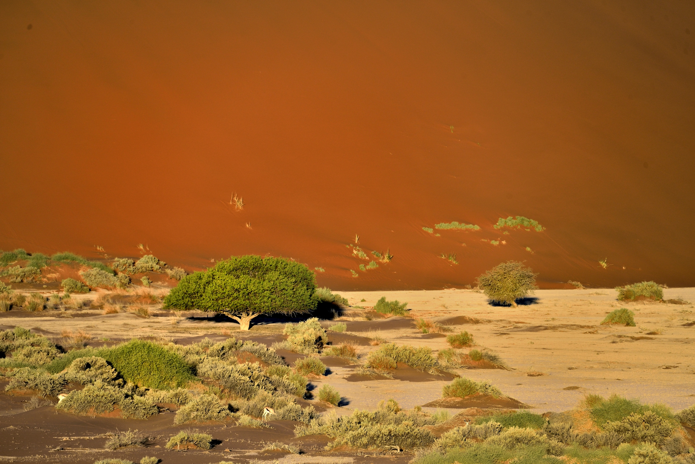 Deserto del Namib - Sossusvlei