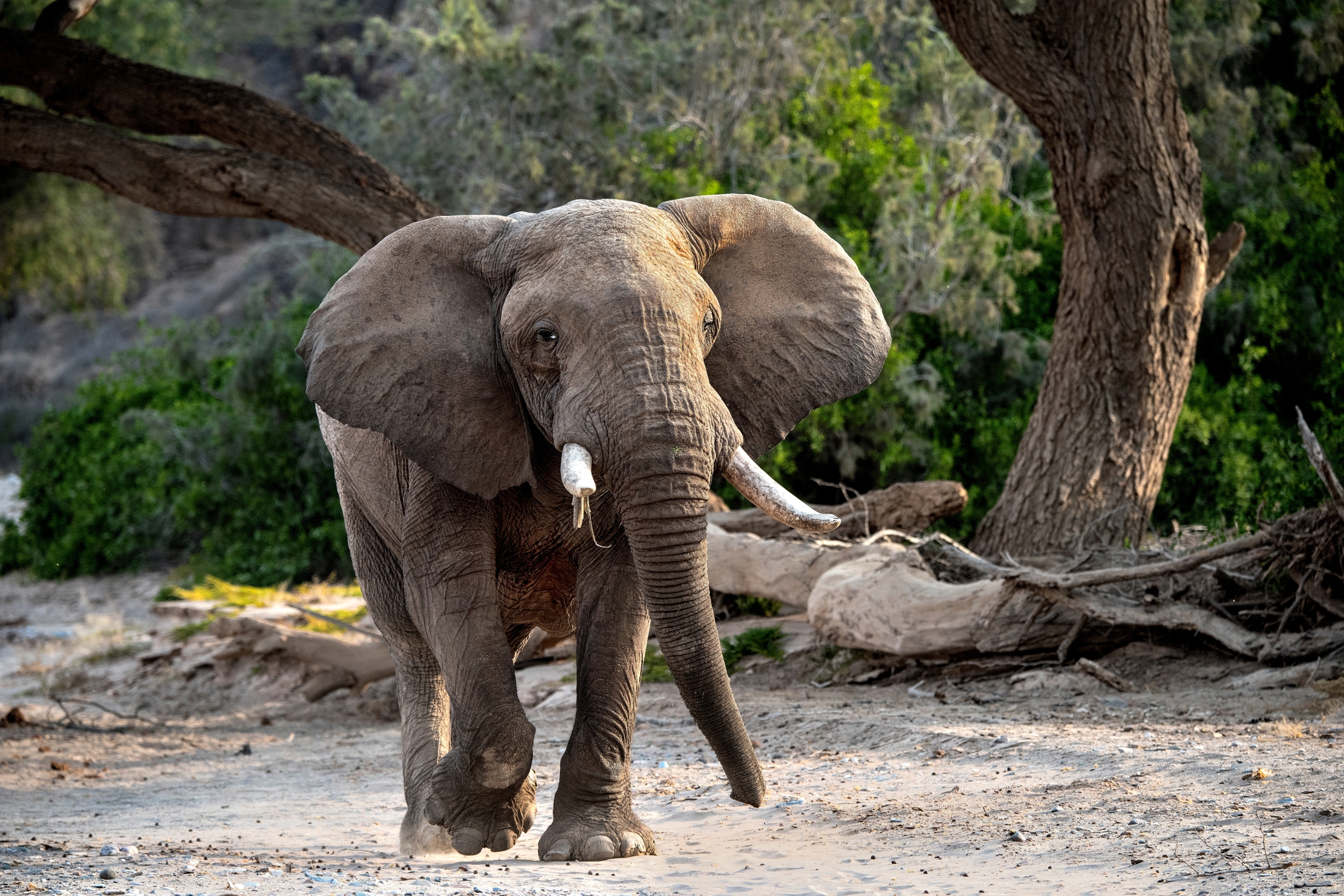 Deserto del Kaokoland - Elefante