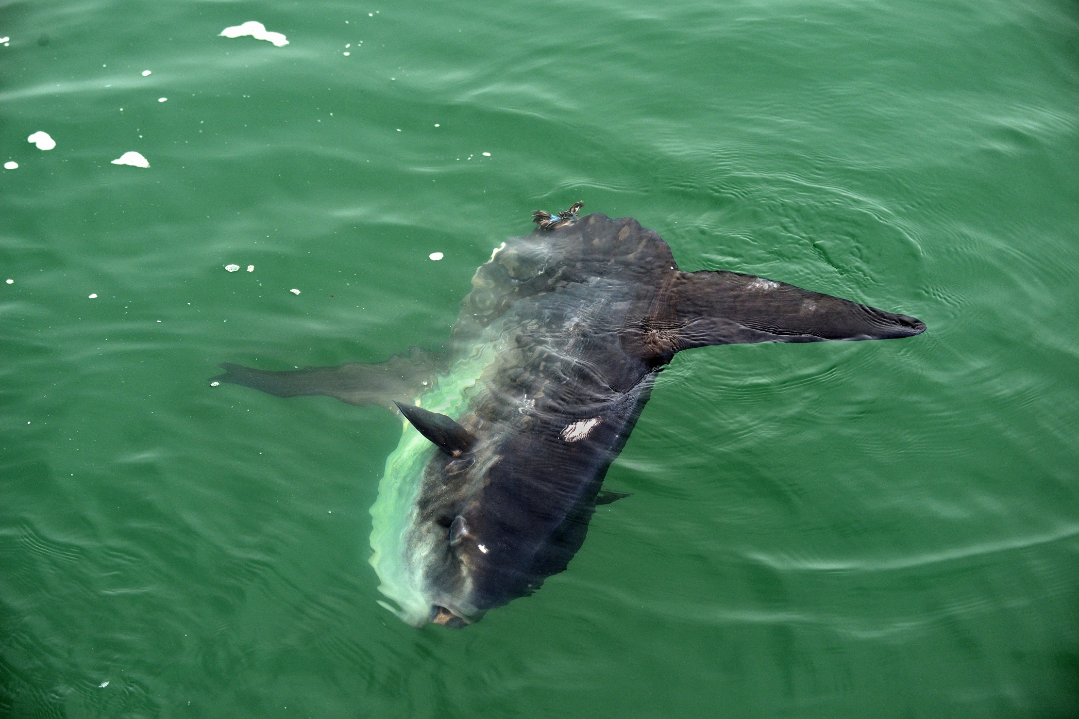 Skeleton Coast - Pesce luna al largo di Walvis Bay