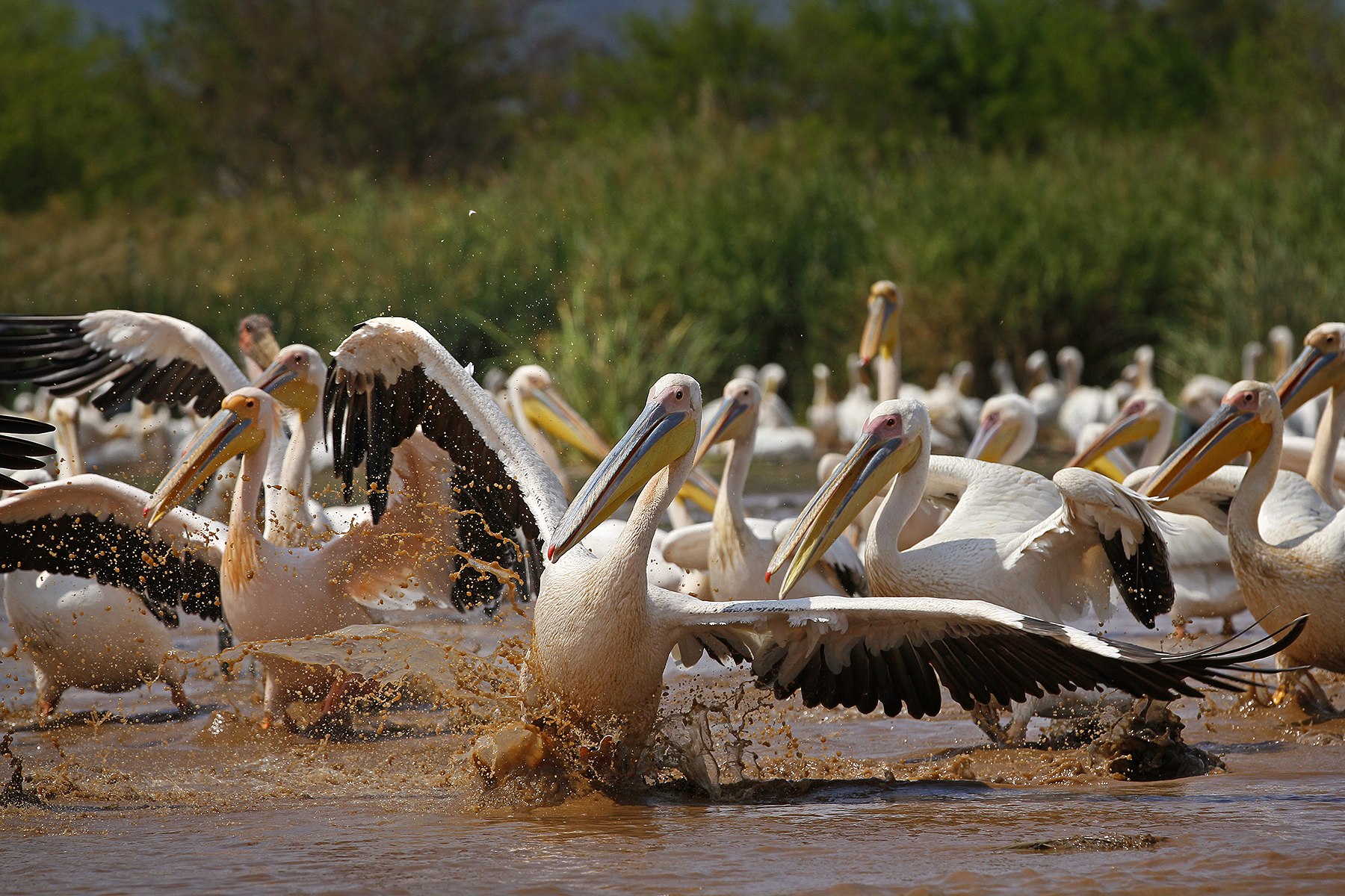 Pellicano in atterraggio