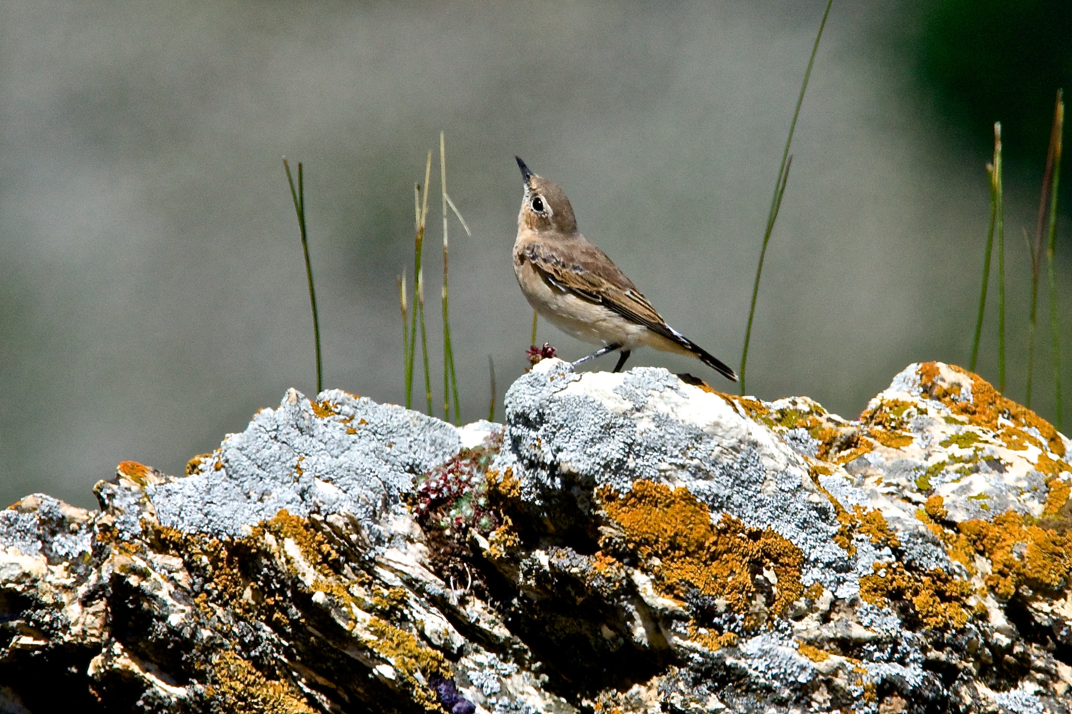 Pipit
