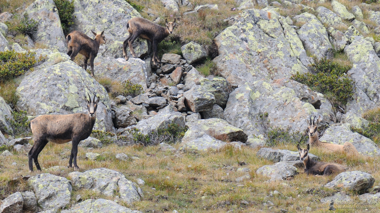Femmine di camoscio con piccoli