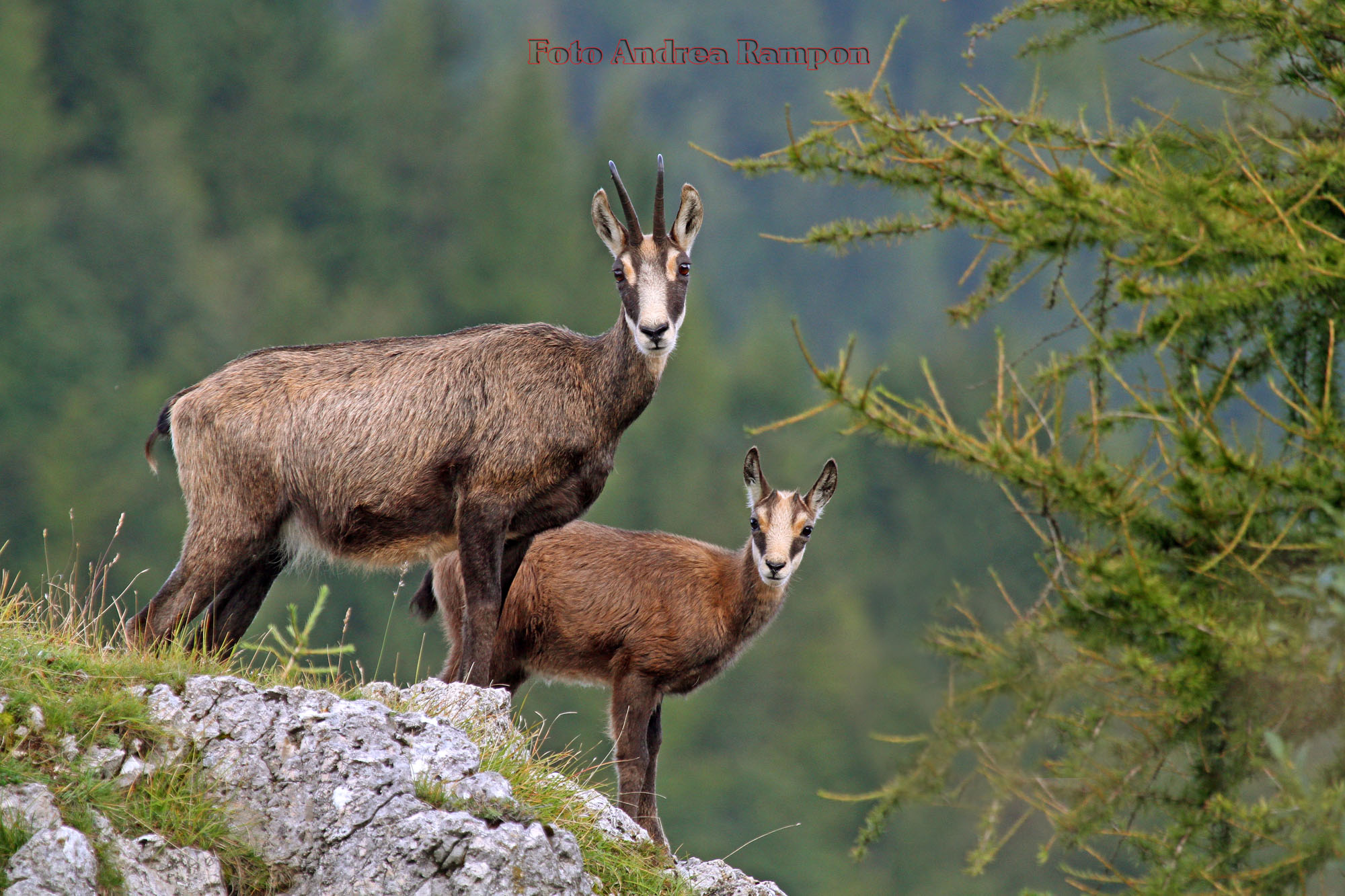 Chamois