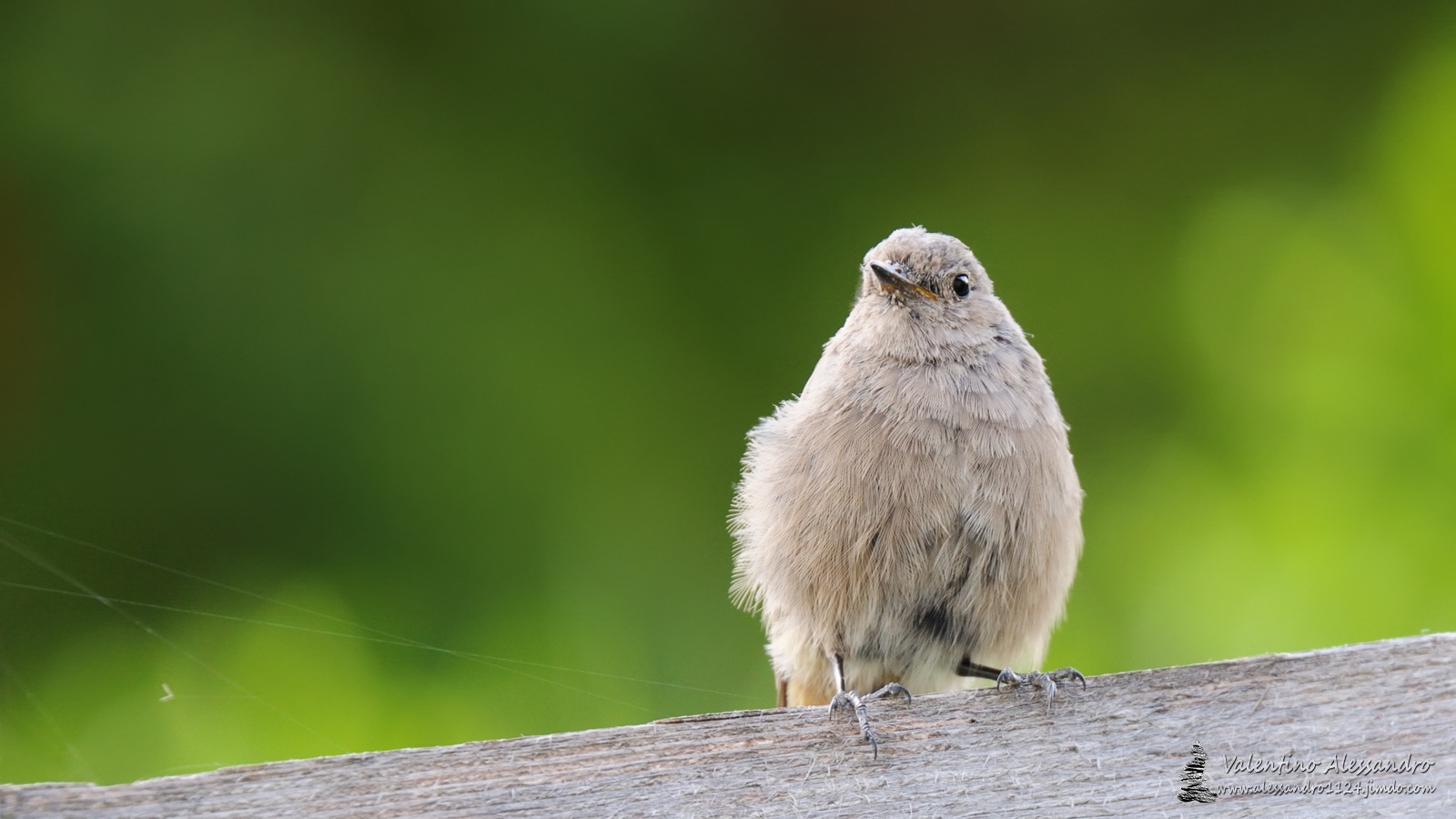 la signora codirosso