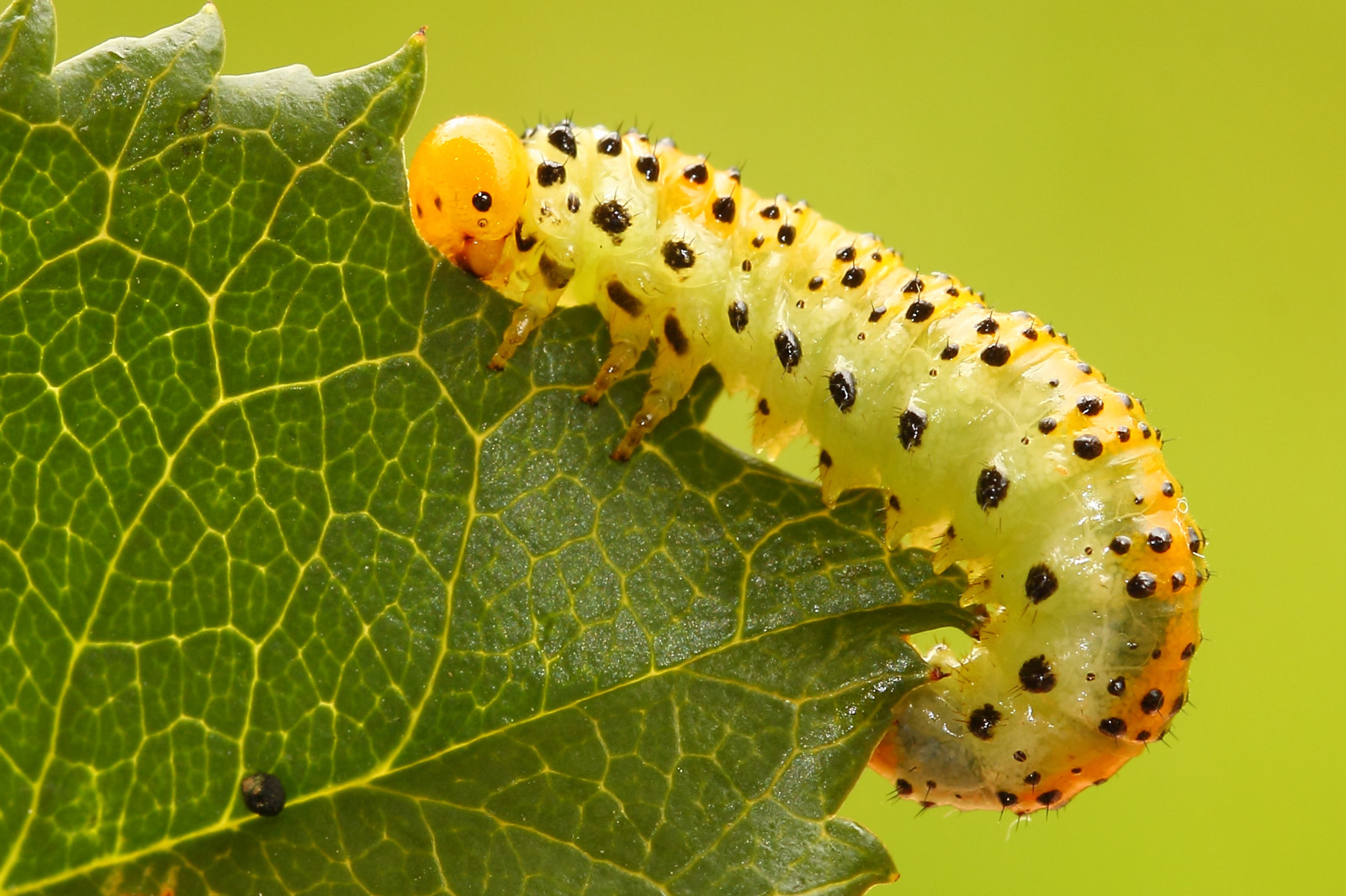 Affamato di foglie delle rose