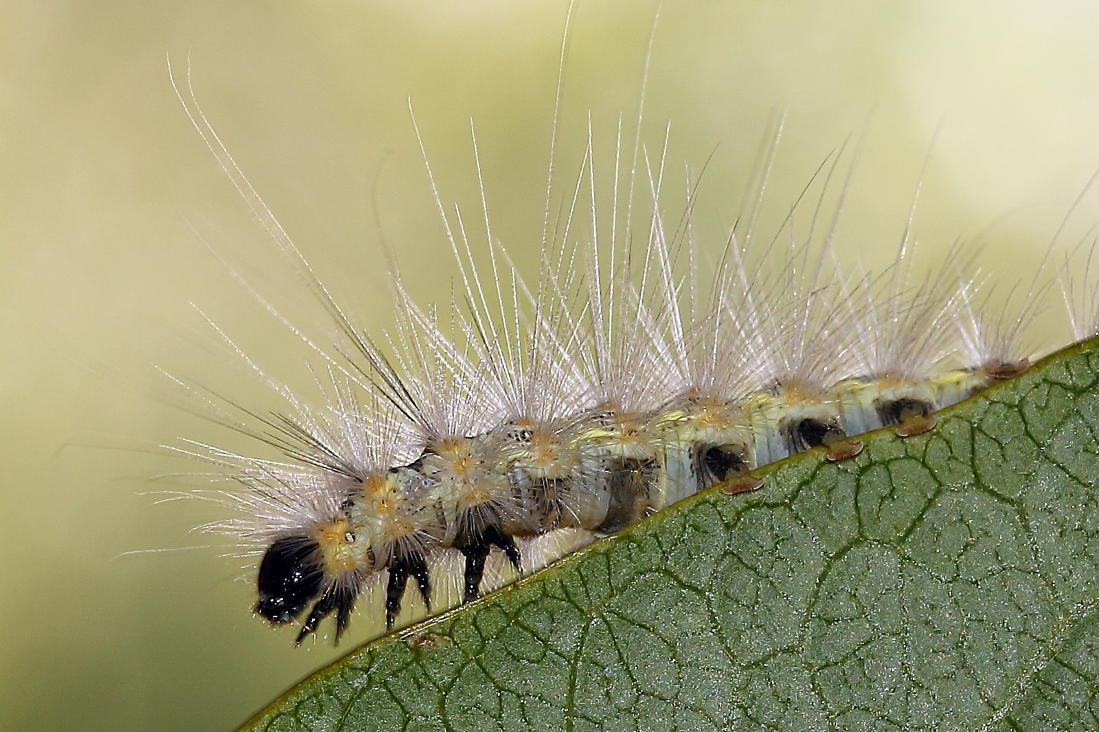 Mi devo depilare prima della spiaggia