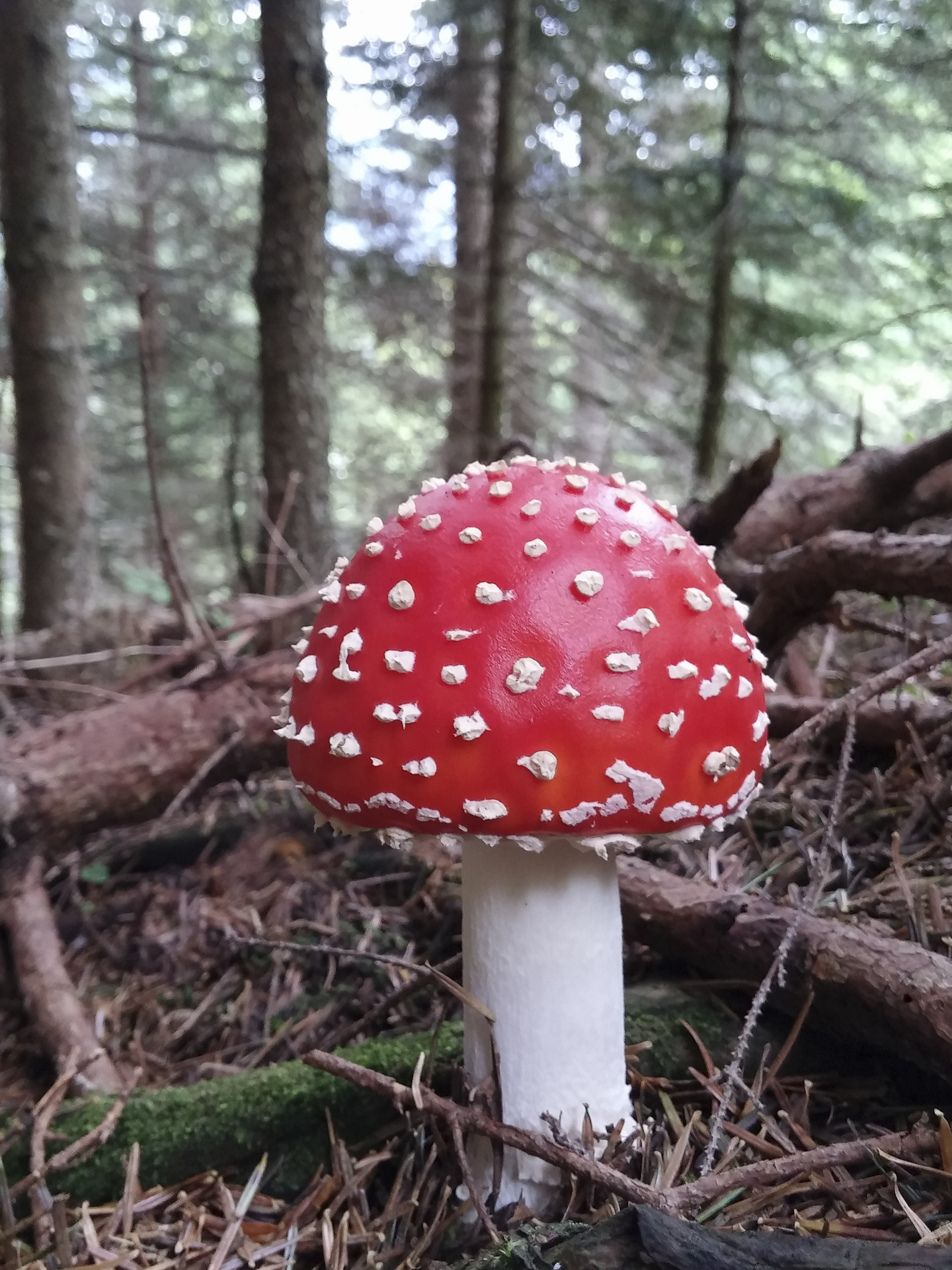 Amanita Muscaria