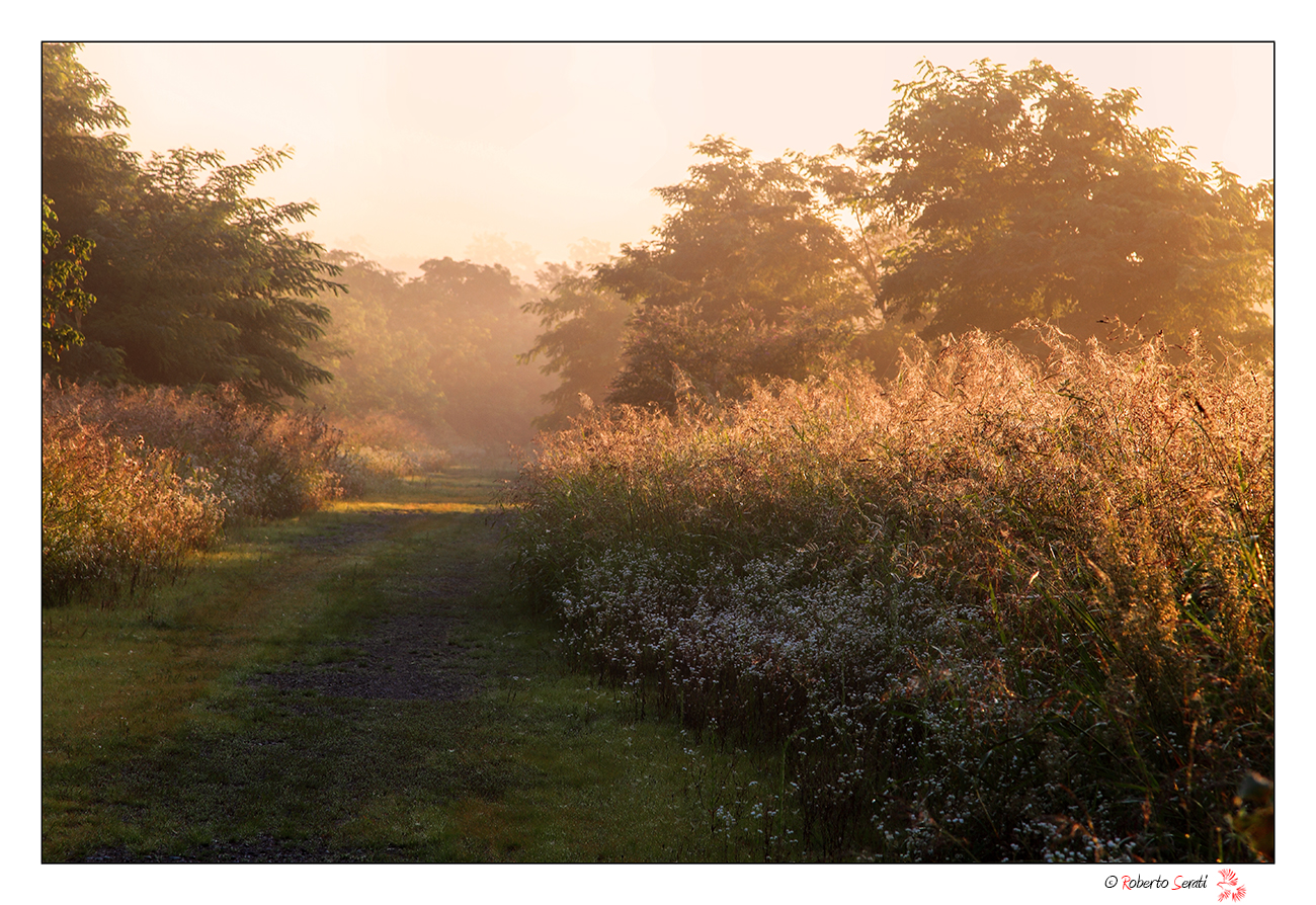 The first light on the path