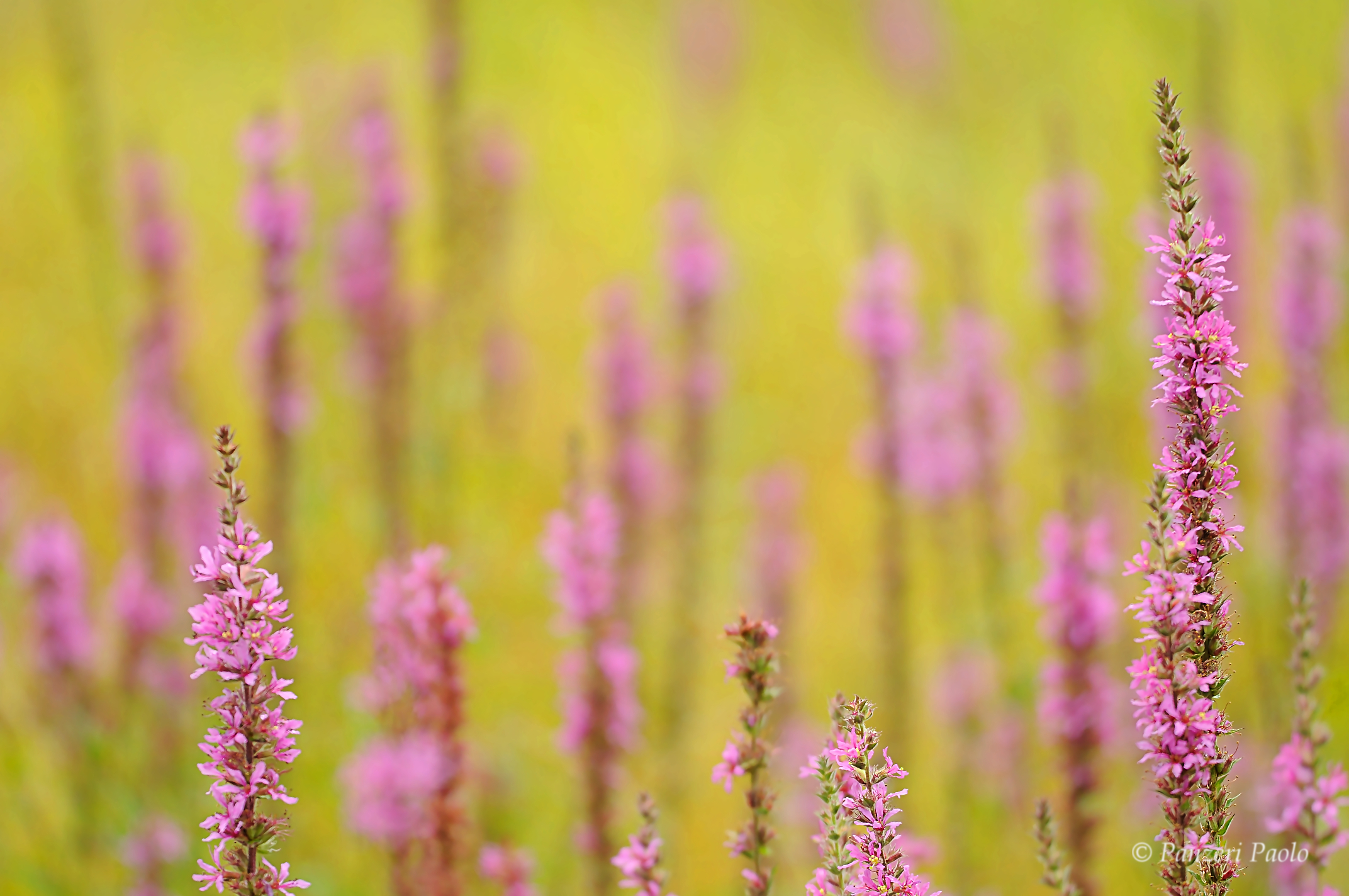 L'Armonia della Natura