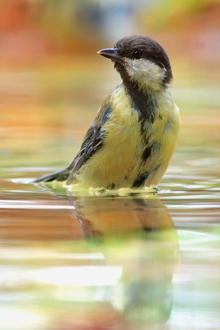 Giovane cinciallegra