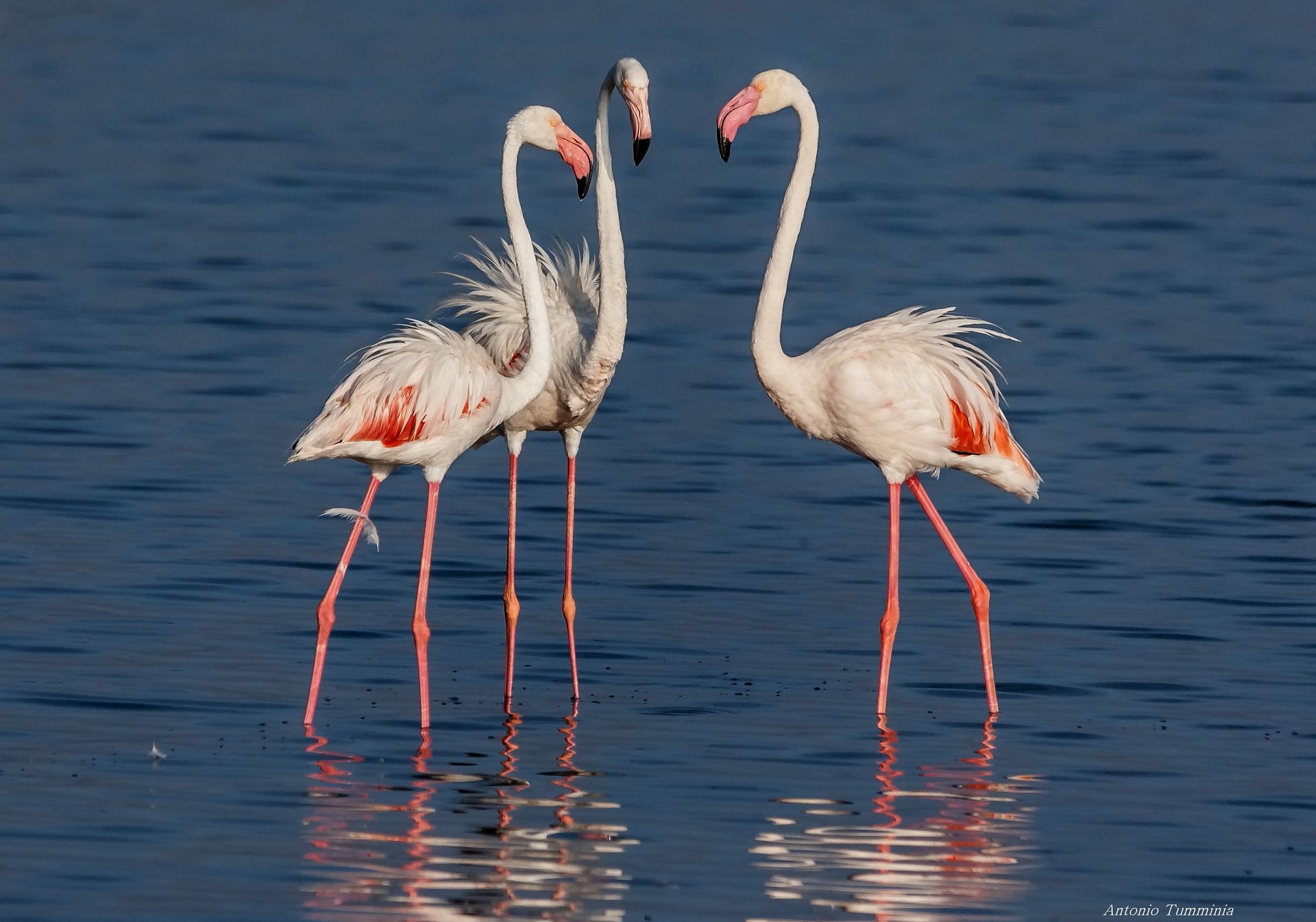 The 3 Wives - Pink Flamingos