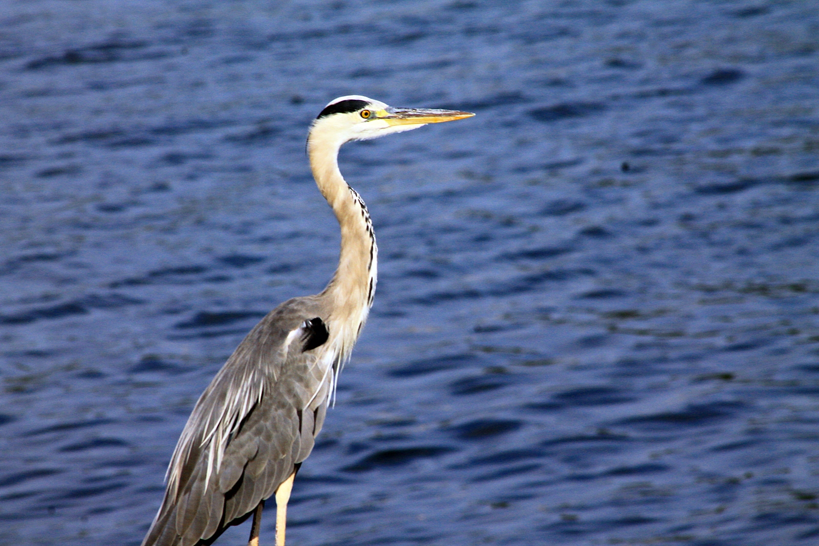 Cenerino Airone, Mantova