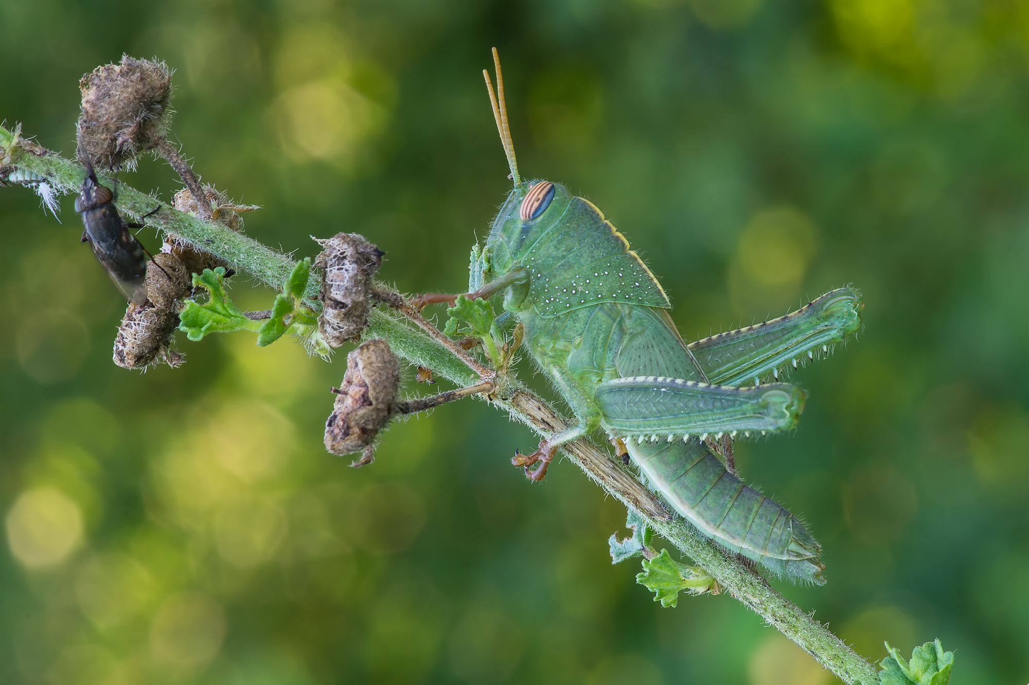 Anacridium aegyptium