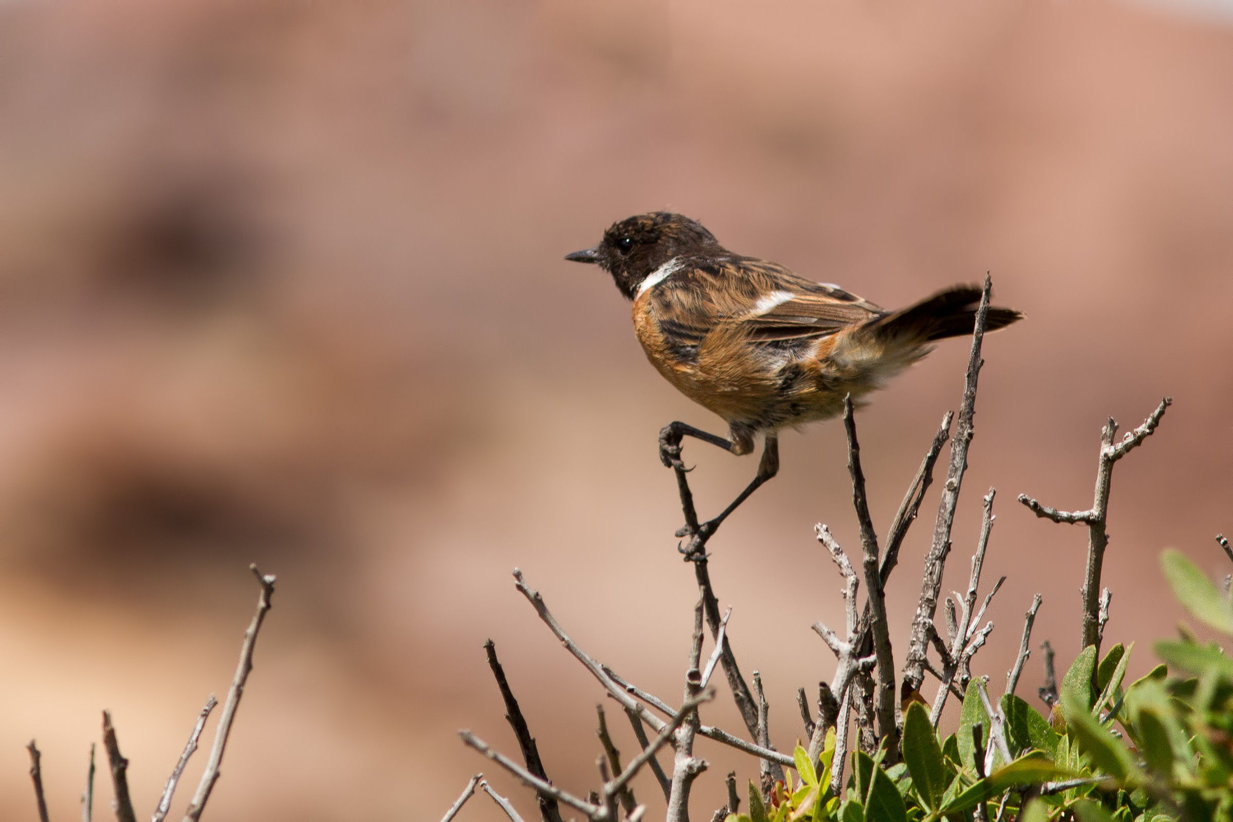 Stonechat
