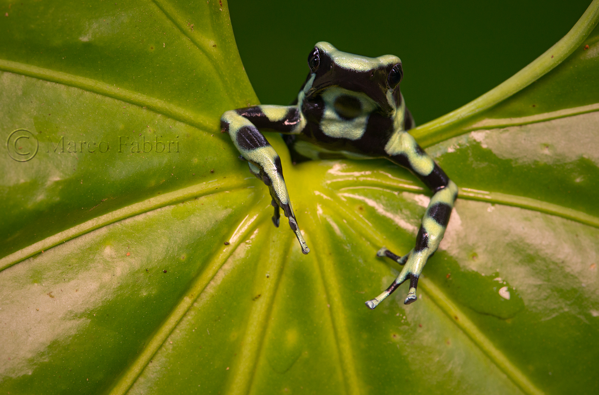 Dendrobates auratus