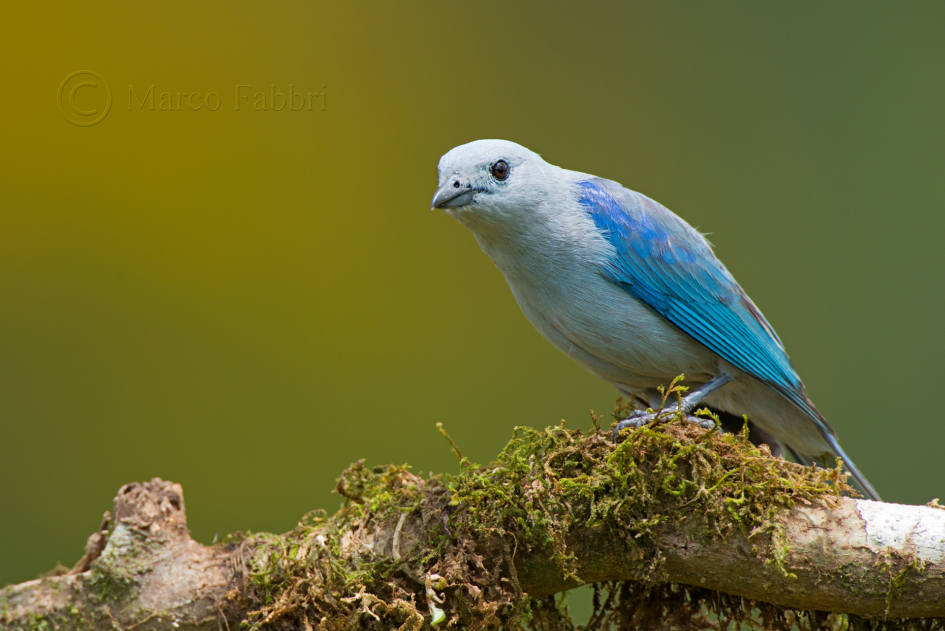 Blue-gray Tanager