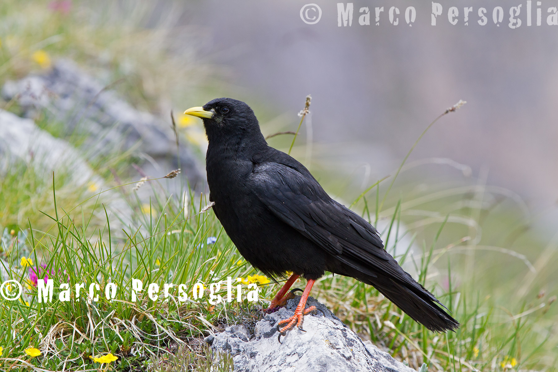 Alpine Chough