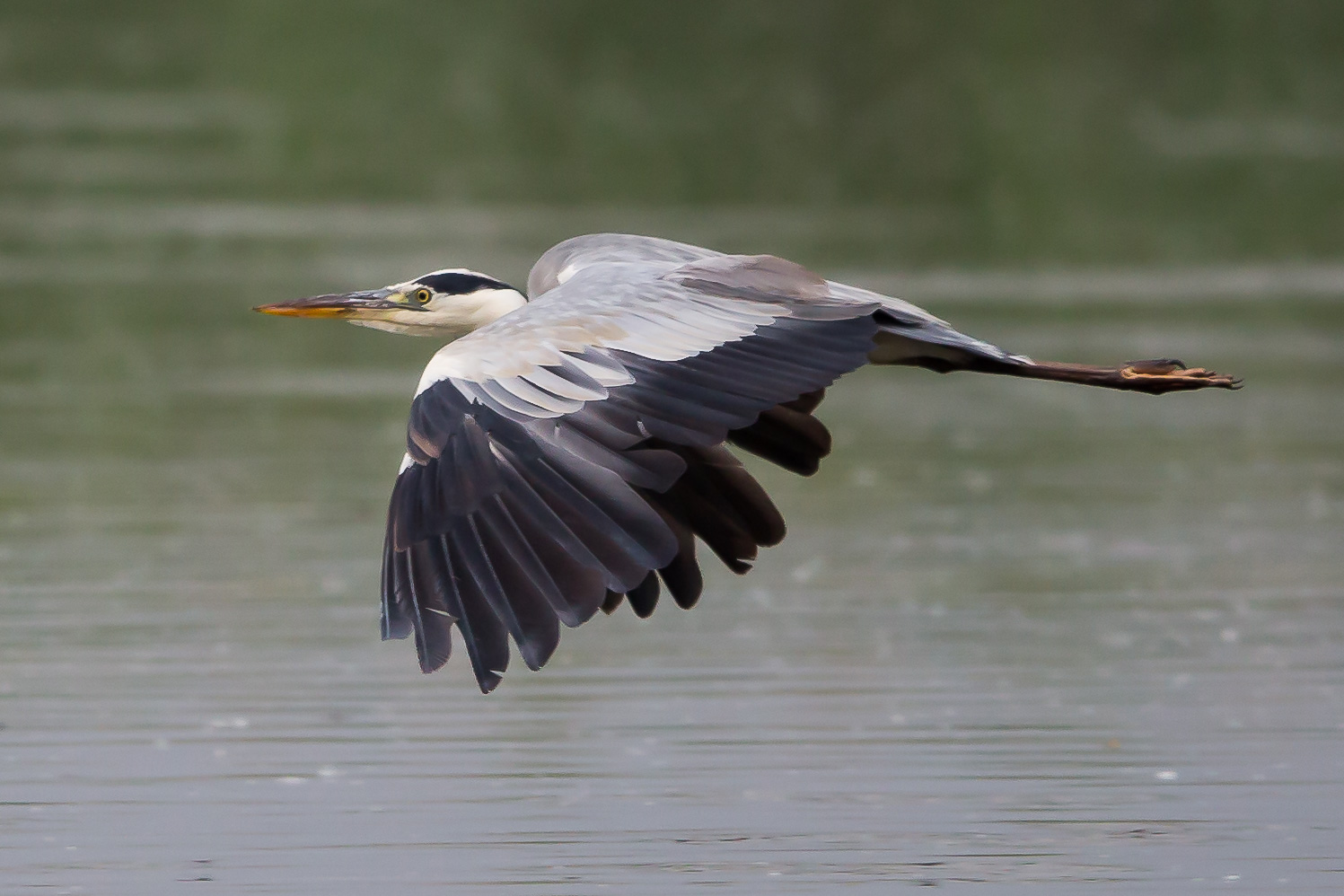 Heron