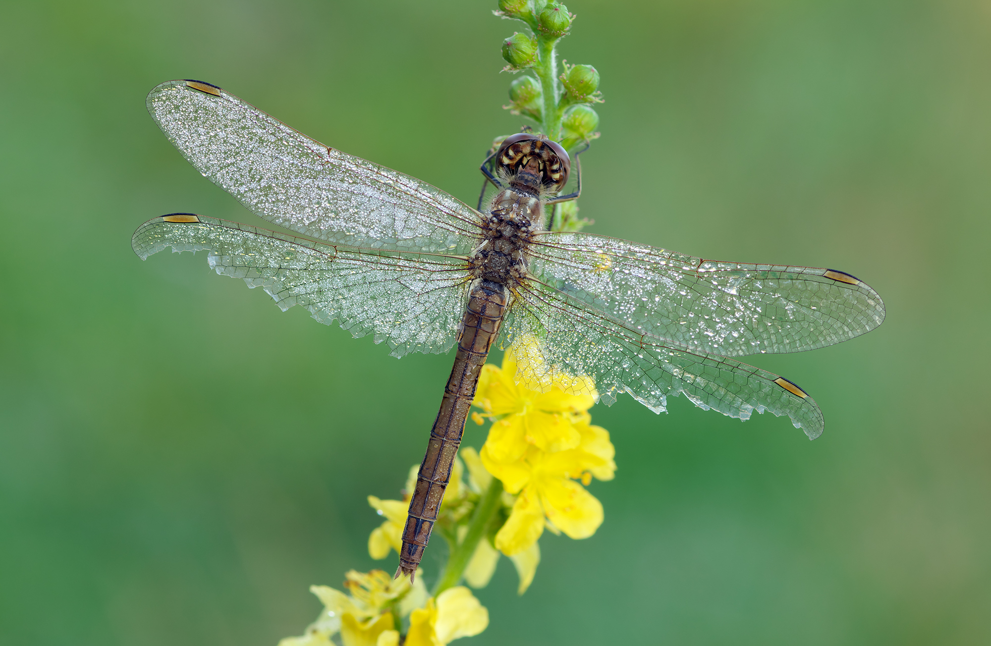 Sympetrum sanguineum