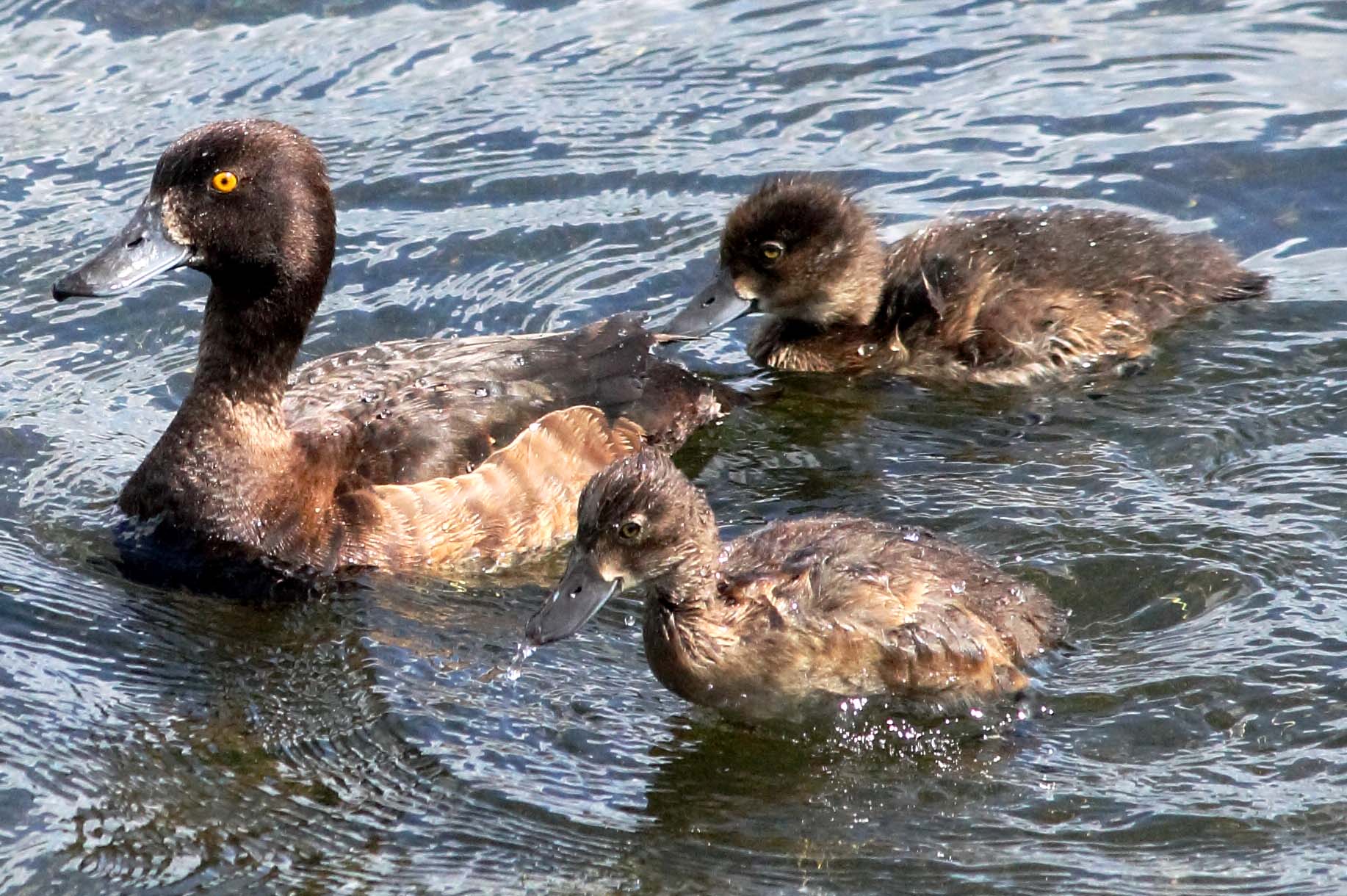 Famigliola tabaccata