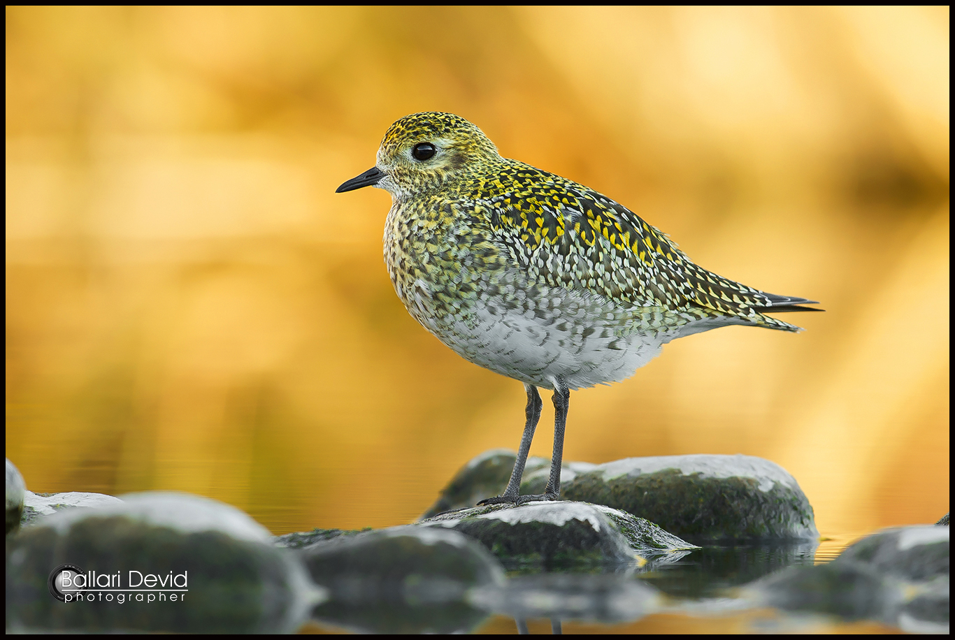 golden plover