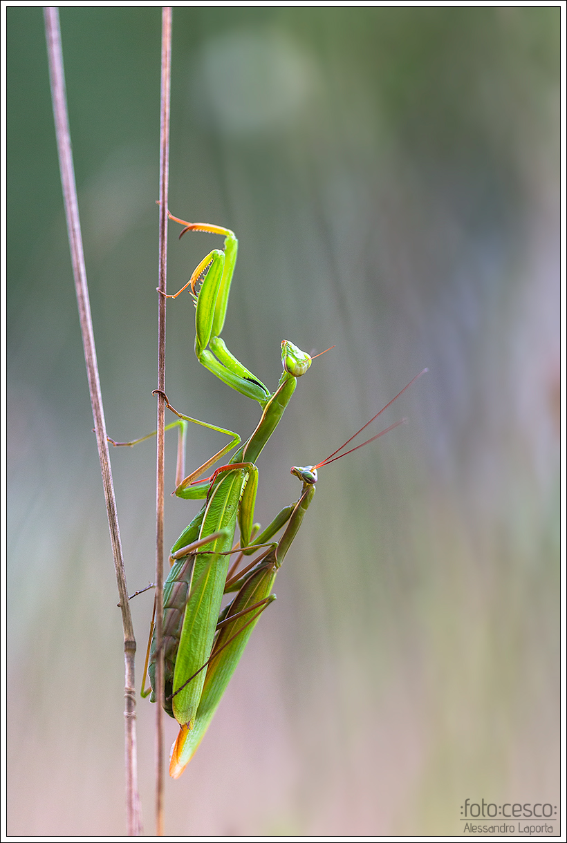 Religious Mantis