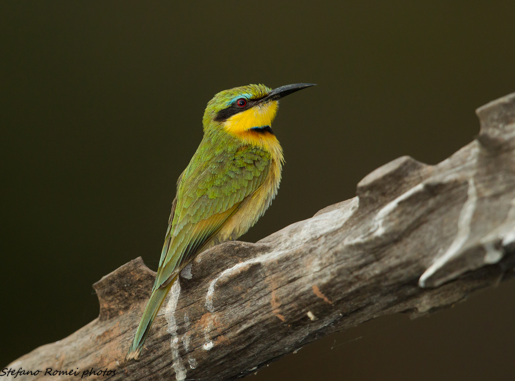 bee-eater by night