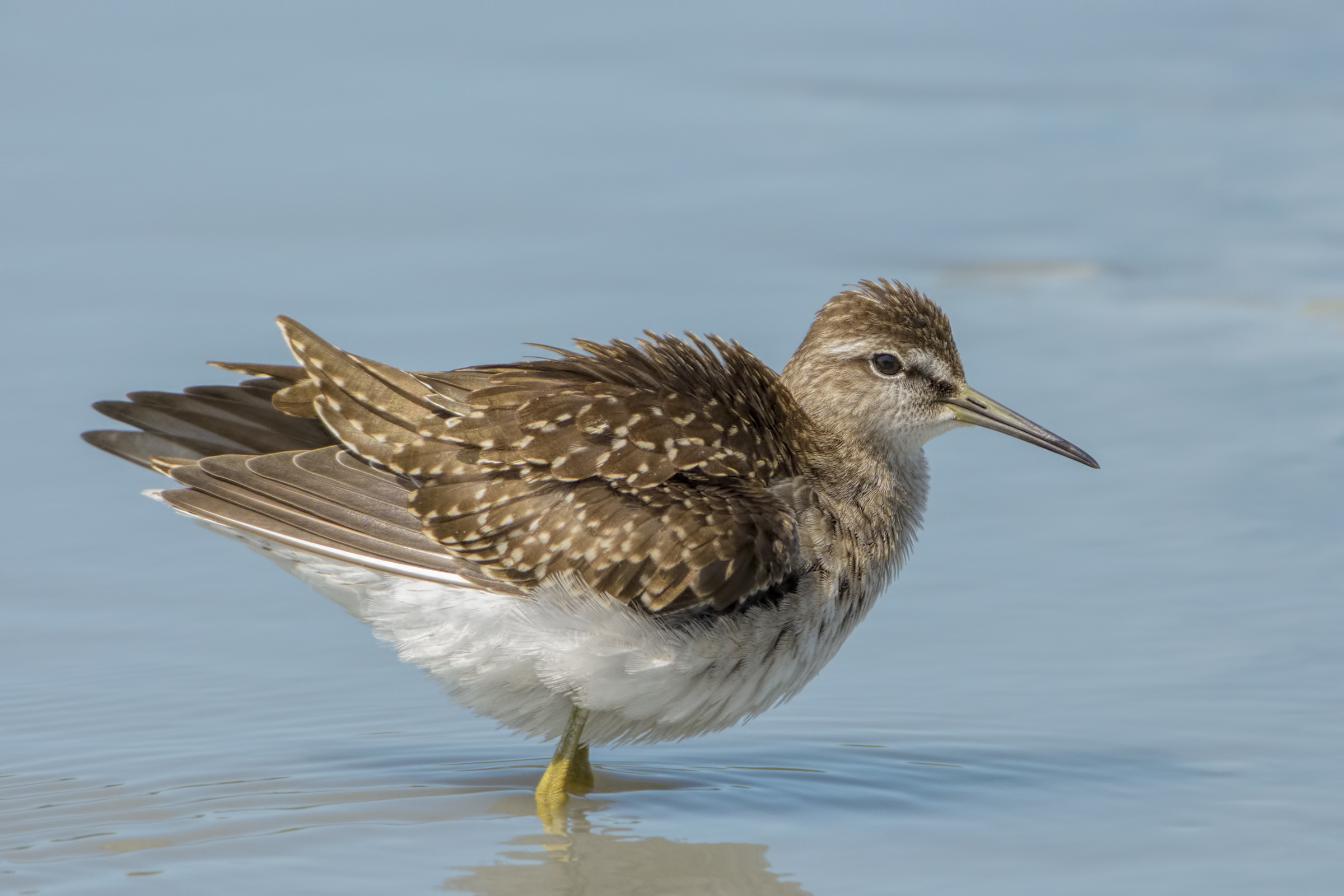 Piro-Piro (Tringa glareola)