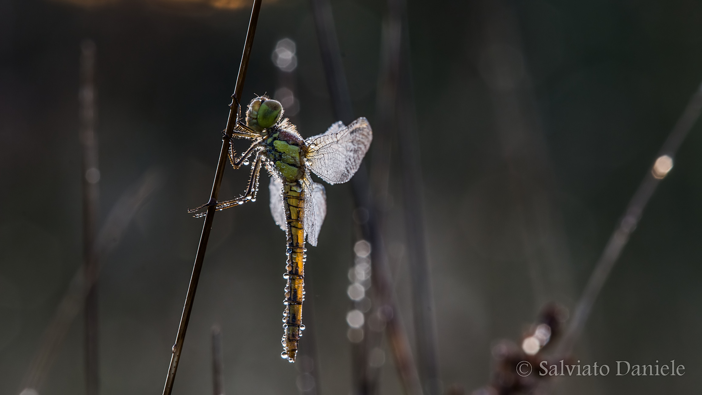 alba di tarda estate